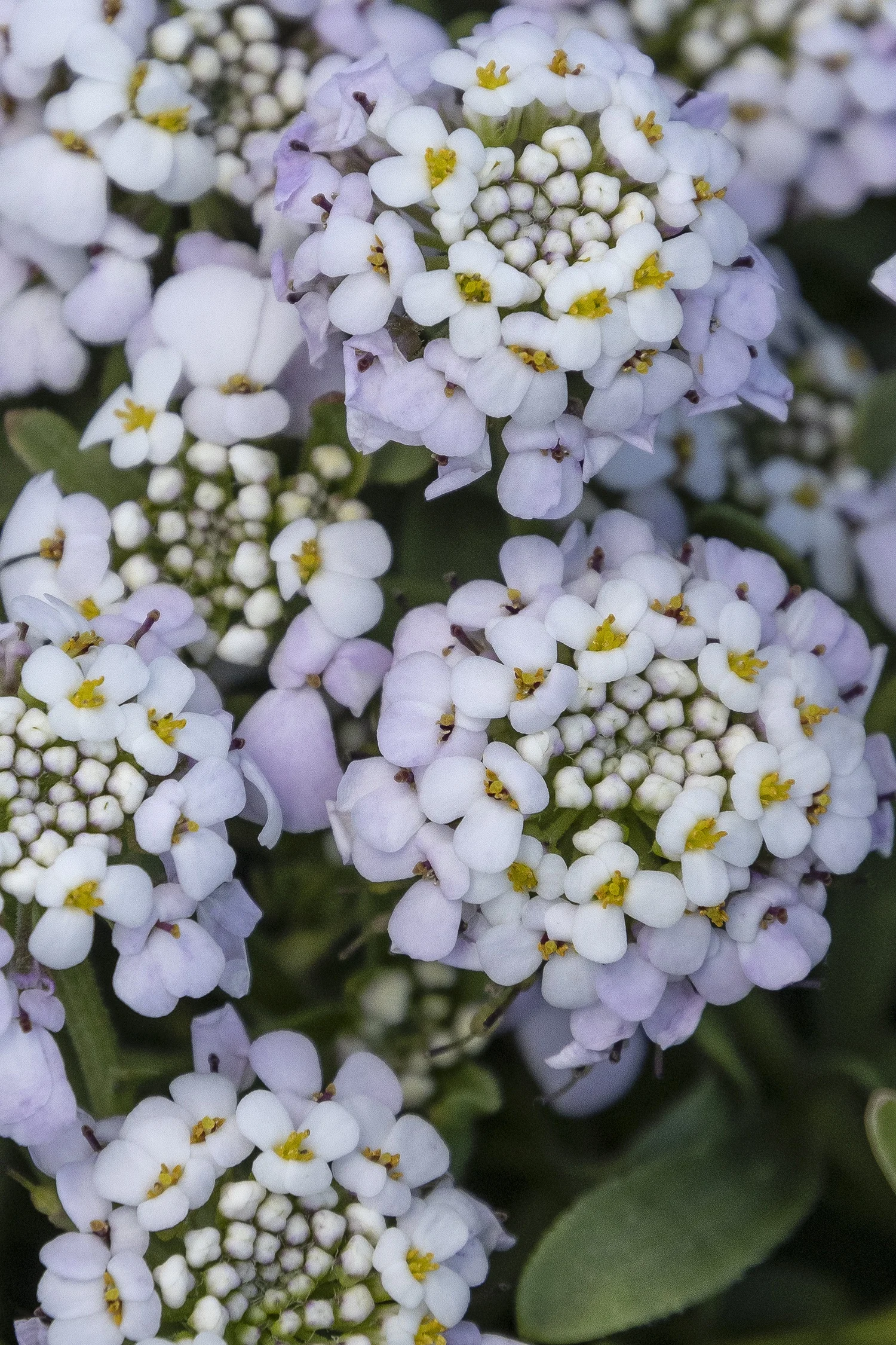 ©Monrovia by Doreen Wynja 