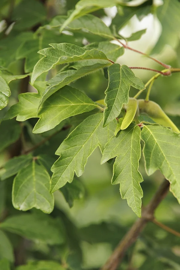 ©Monrovia, by Doreen Wynja
