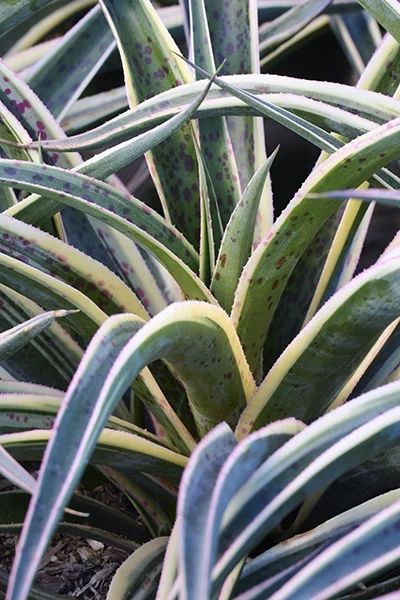 © Monrovia by Brandon Friend-Solis