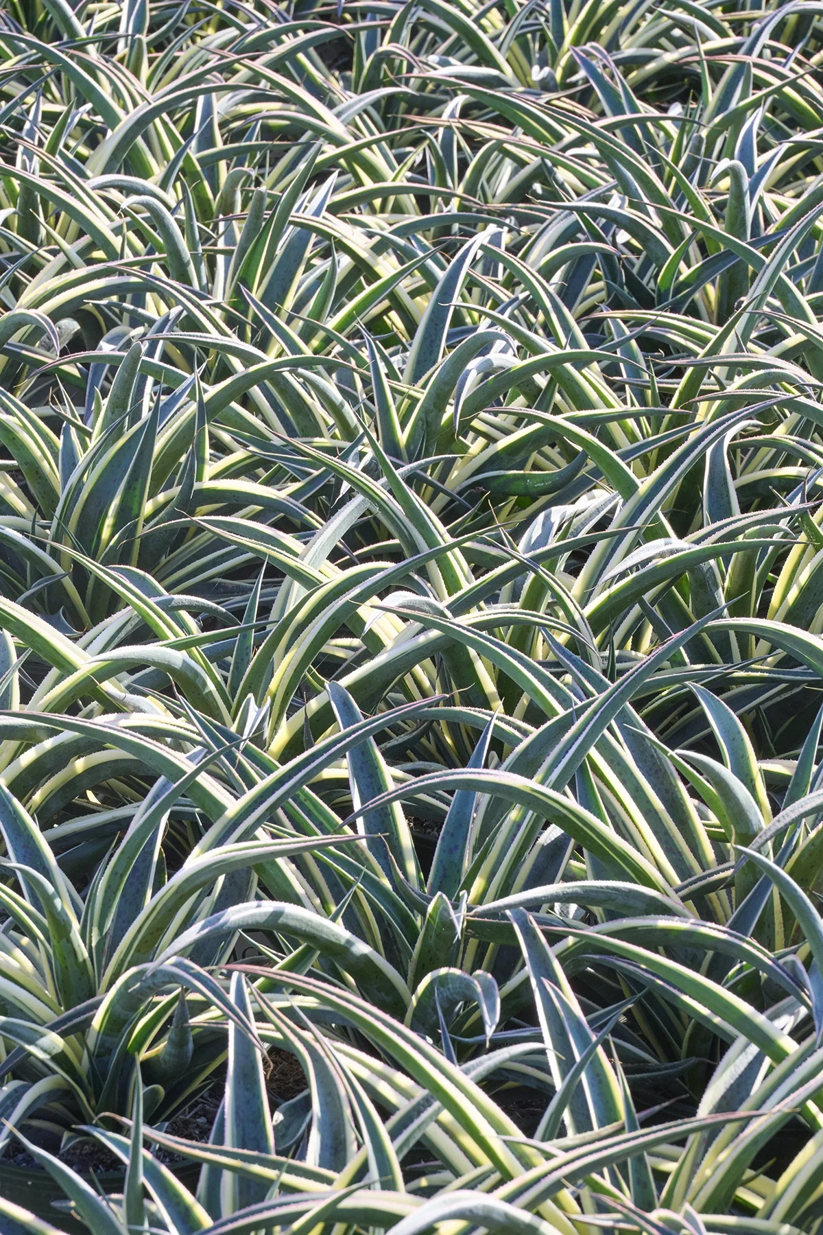 © Monrovia by Brandon Friend-Solis
