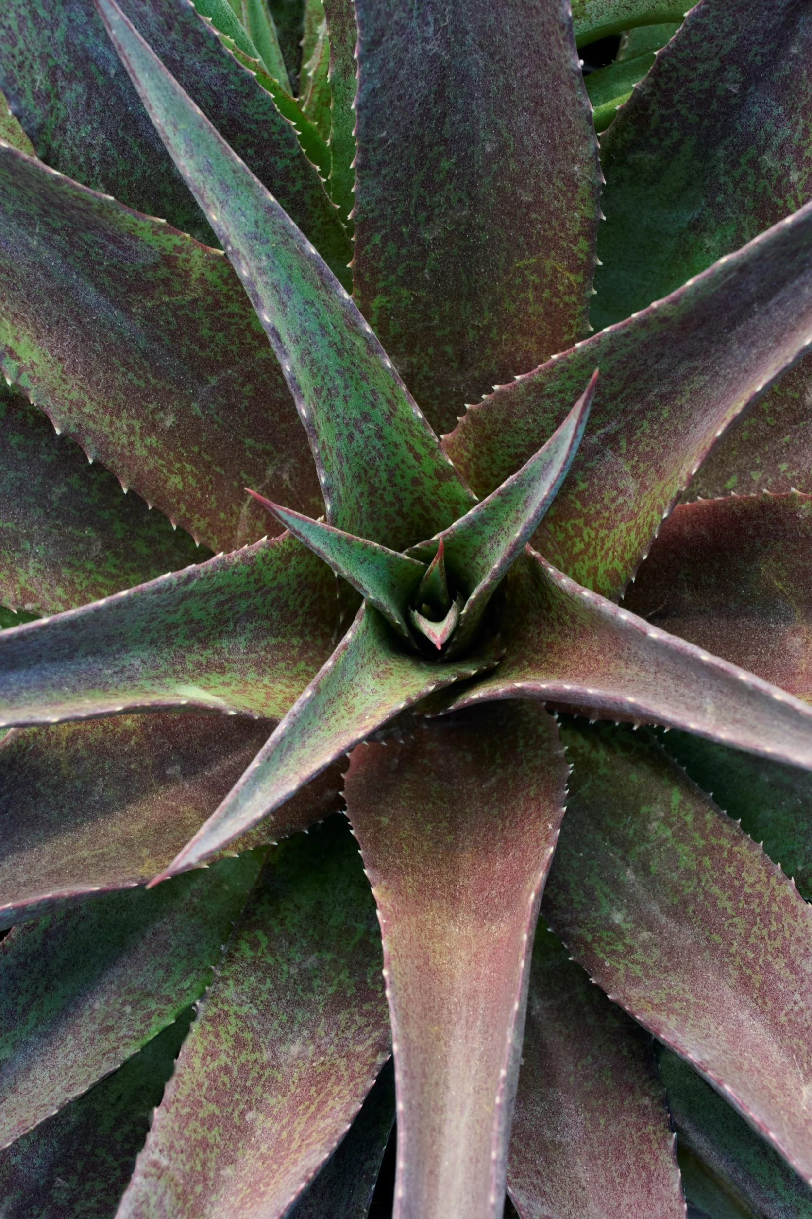 Red Wing Mangave, x Mangave 'Red Wing' PP #31,459, Monrovia Plant