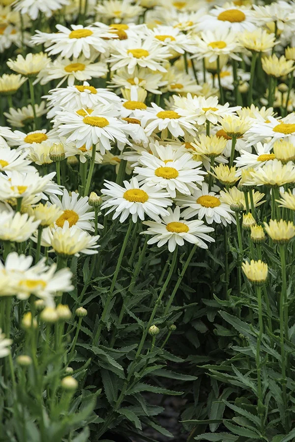 ©Monrovia, by Doreen Wynja