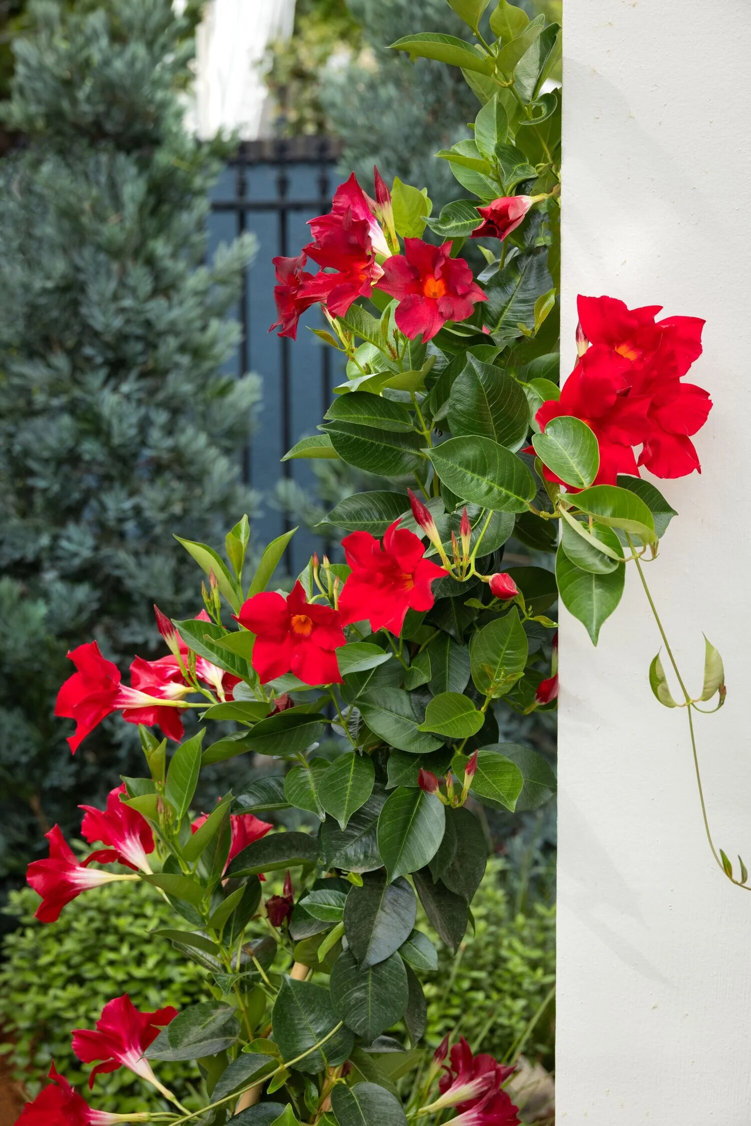Sunvilla® Giant Red Mandevilla, Mandevilla hybrid 'MANZ0019' PPAF