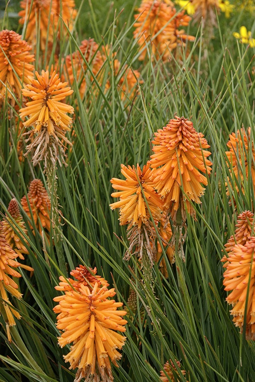 Poco™ Orange Hot Poker, Kniphofia Hybrid 'Poco Orange' PP #27,677