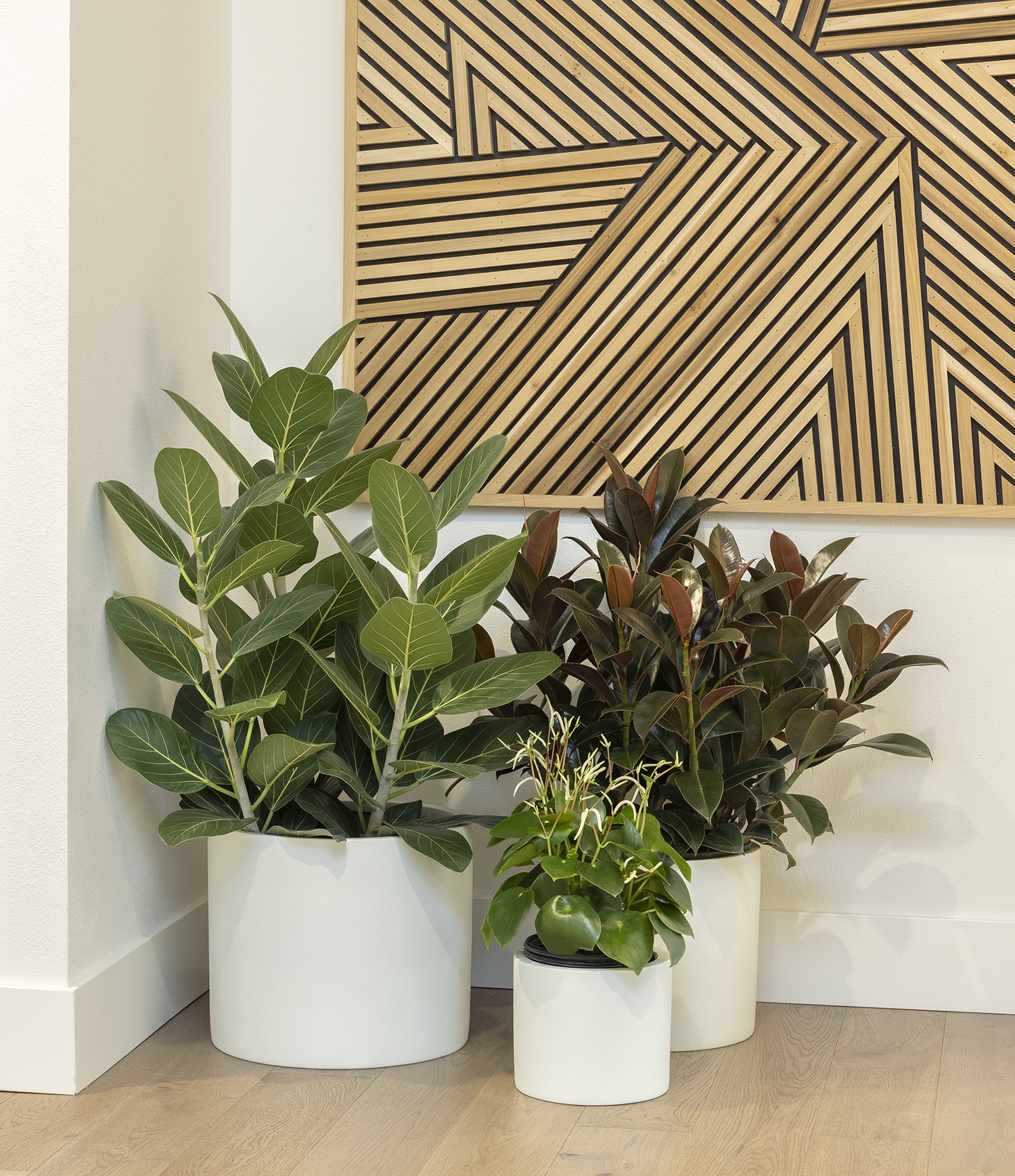 philodendron el guapo Philodendron Jose Buono Variegated – 4.5