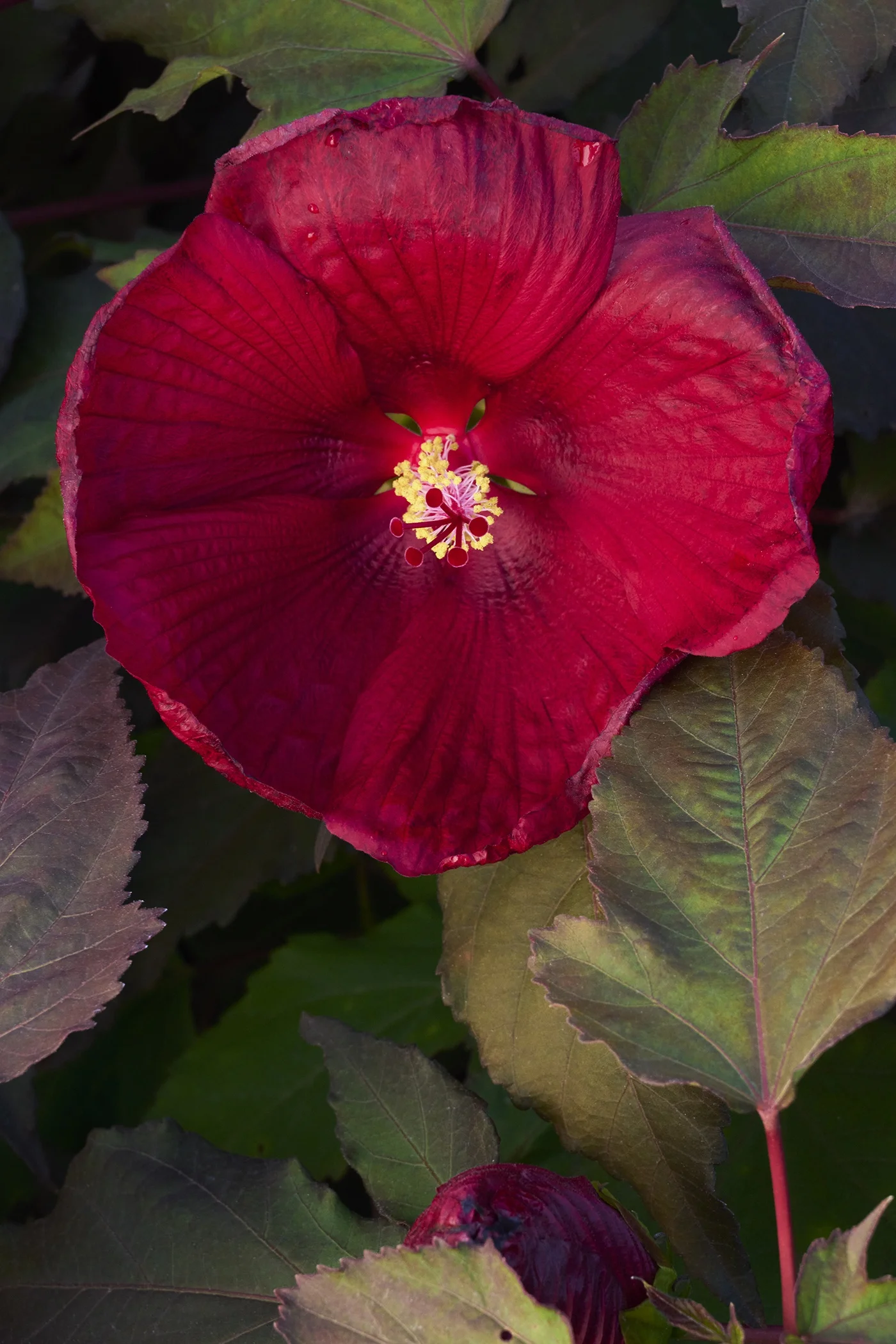 © Monrovia by Brandon Friend-Solis