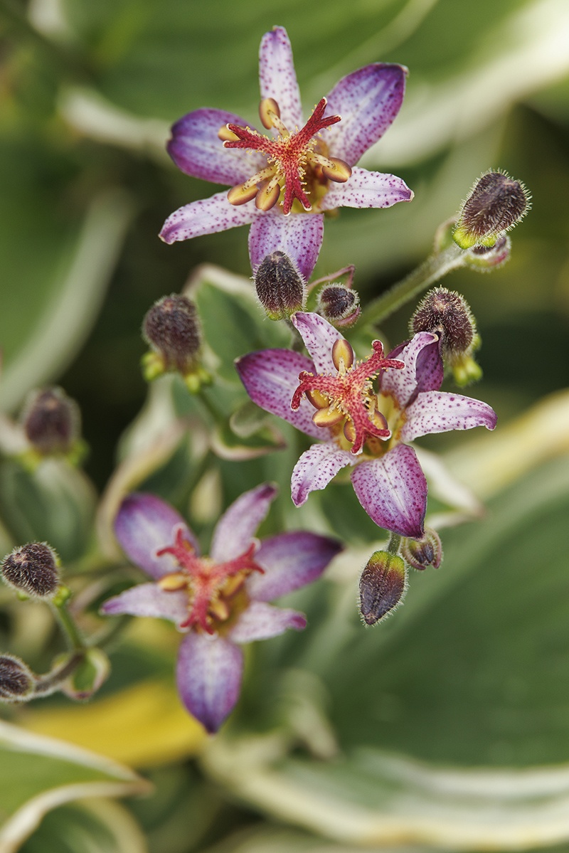 格安販売中 ばらエレガント9 Ninja Star Toad Lily, Tricyrtis