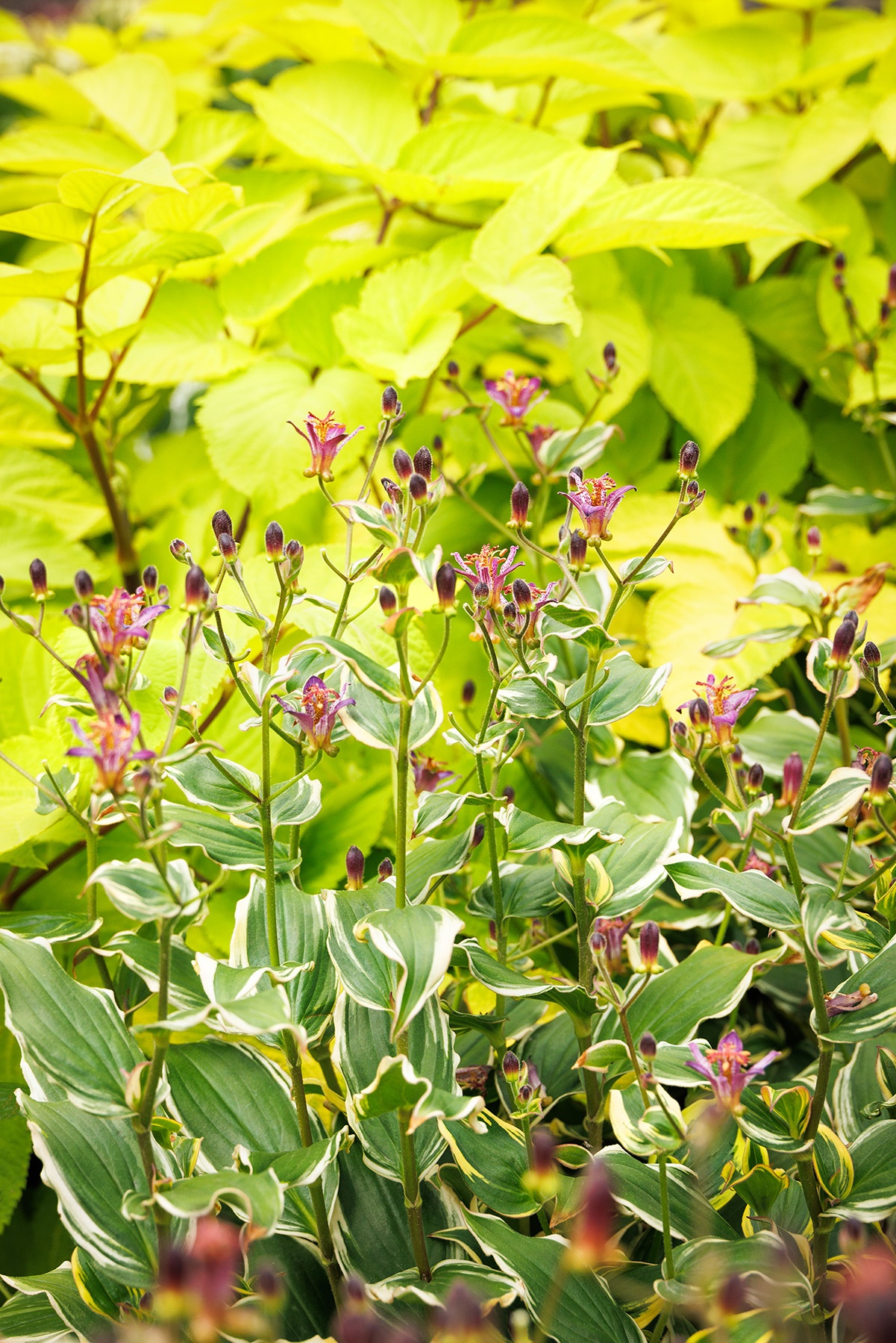 Ninja Star Toad Lily, Tricyrtis formosana 'Kristen' PP #33,439