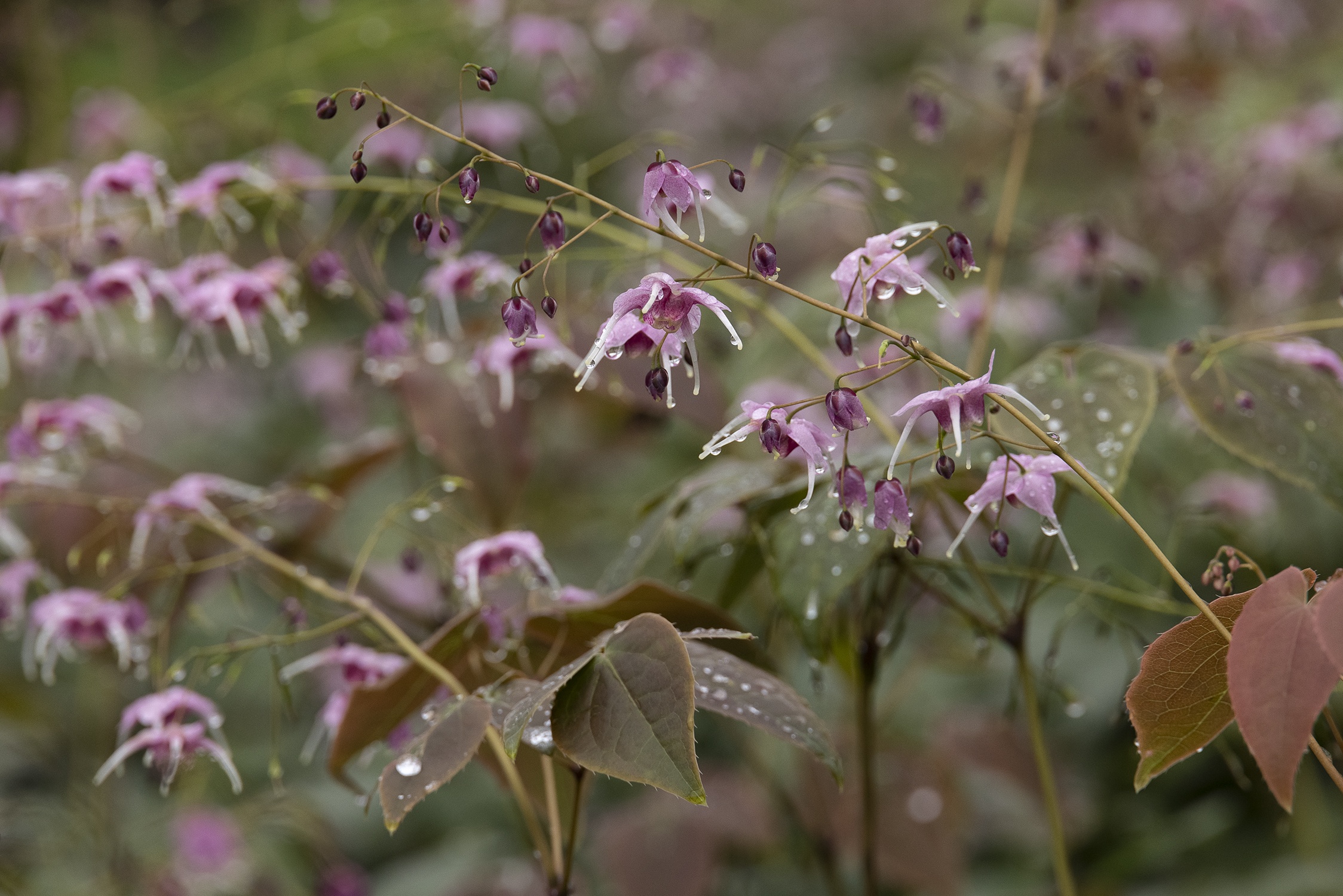 Pretty in Pink Bishop's Hat, Epimedium grandiflorum 'Pretty in Pink'