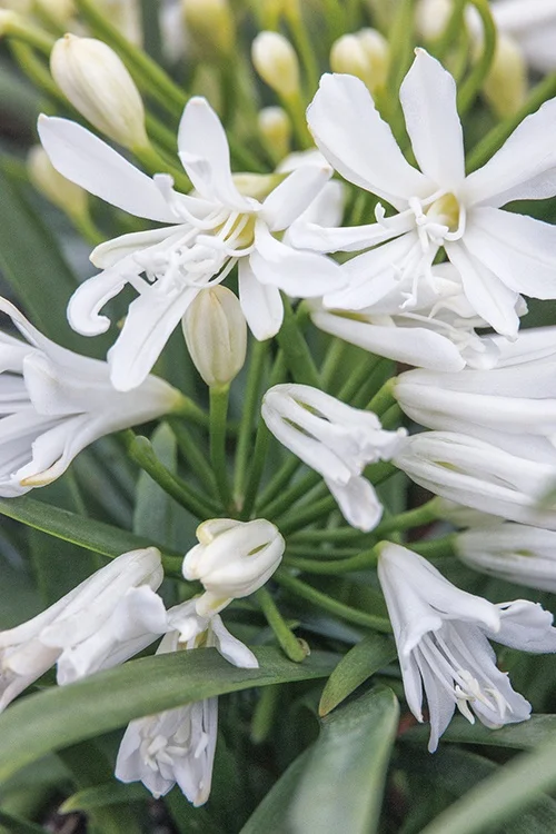 ©Monrovia, by Doreen Wynja