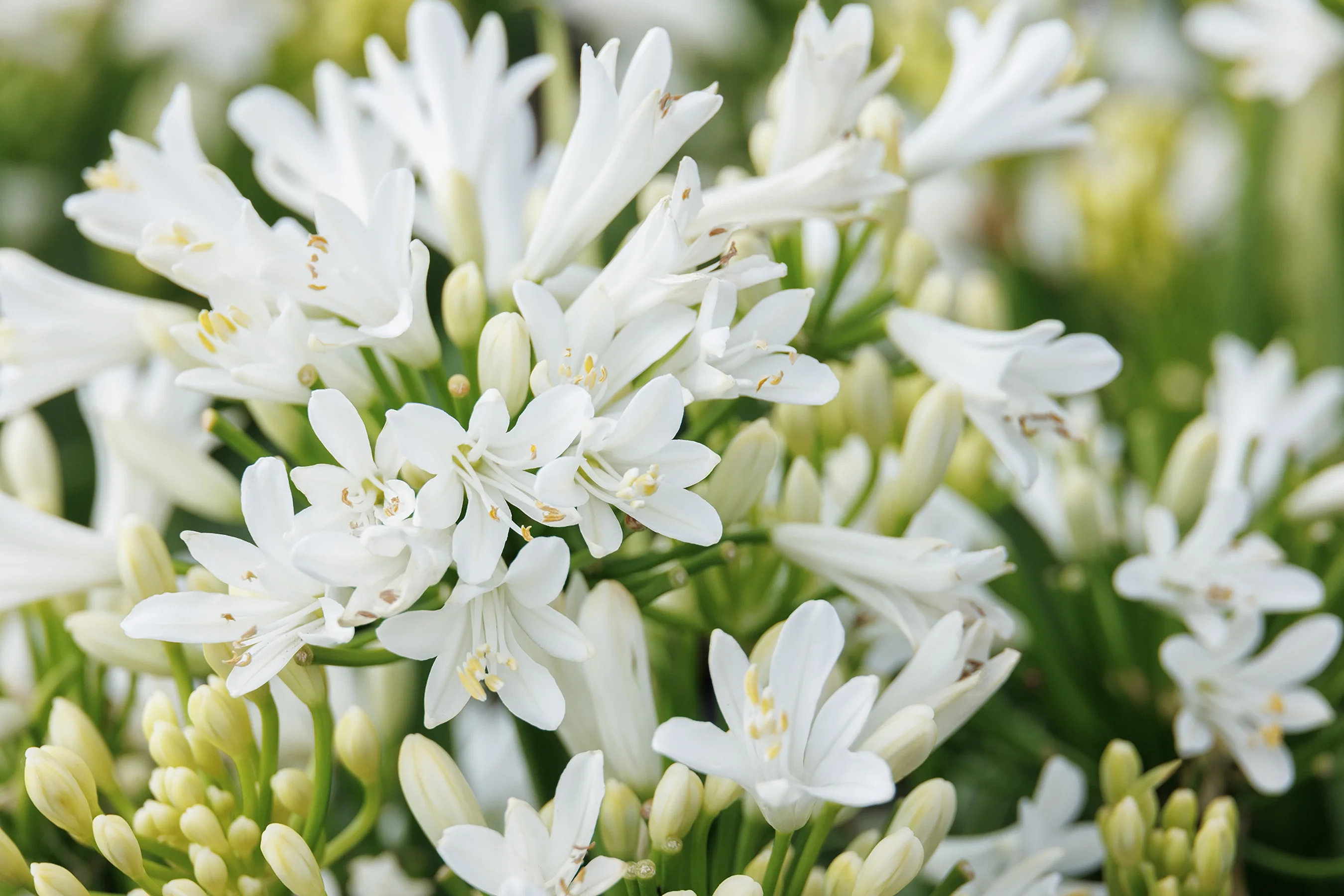 ©Monrovia, by Doreen Wynja