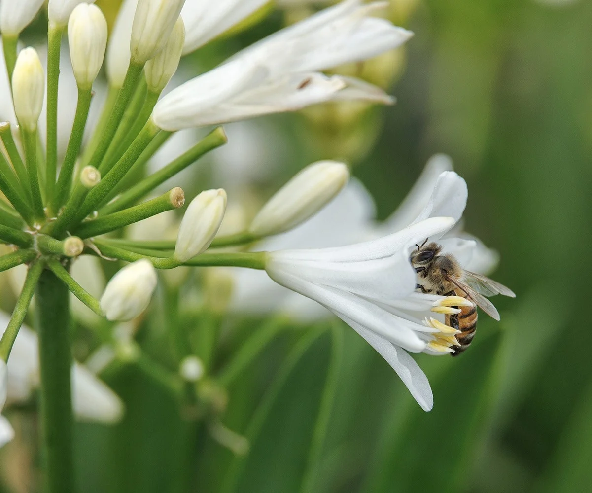 ©Monrovia, by Doreen Wynja