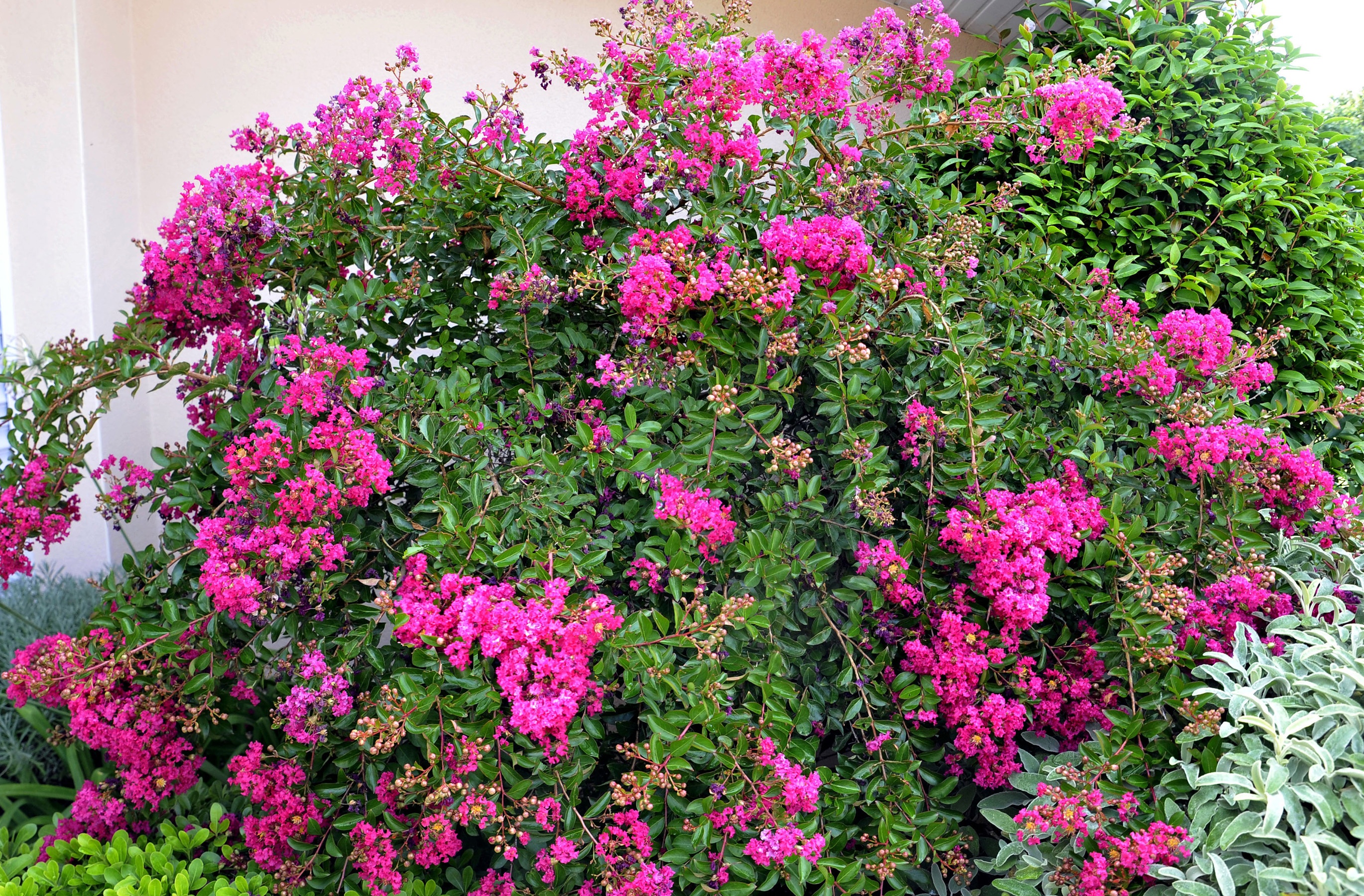 Mimie® Fuchsia Crape Myrtle, Lagerstroemia indica 'Dablage01' PP