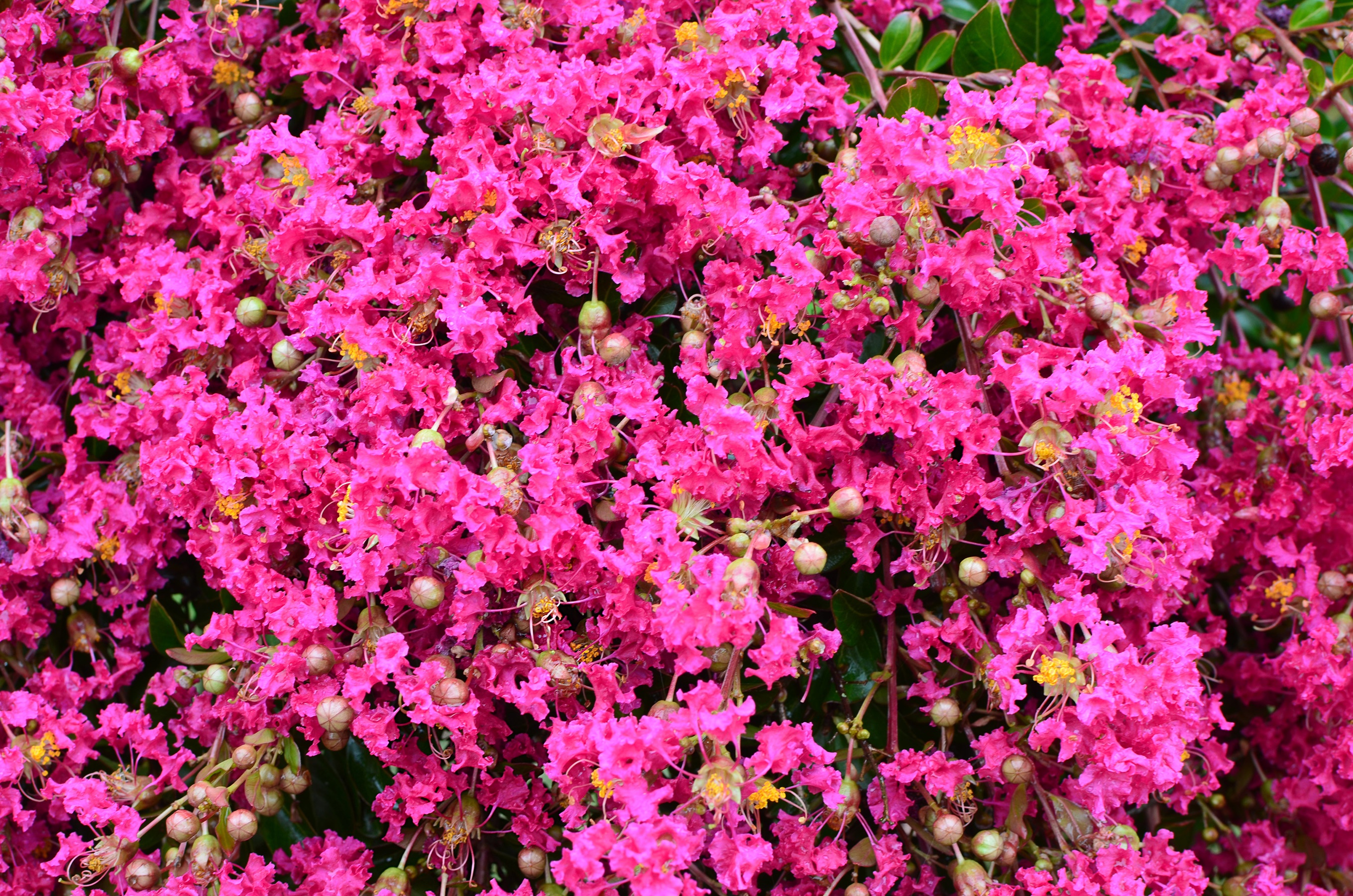 Mimie® Fuchsia Crape Myrtle, Lagerstroemia indica 'Dablage01' PP