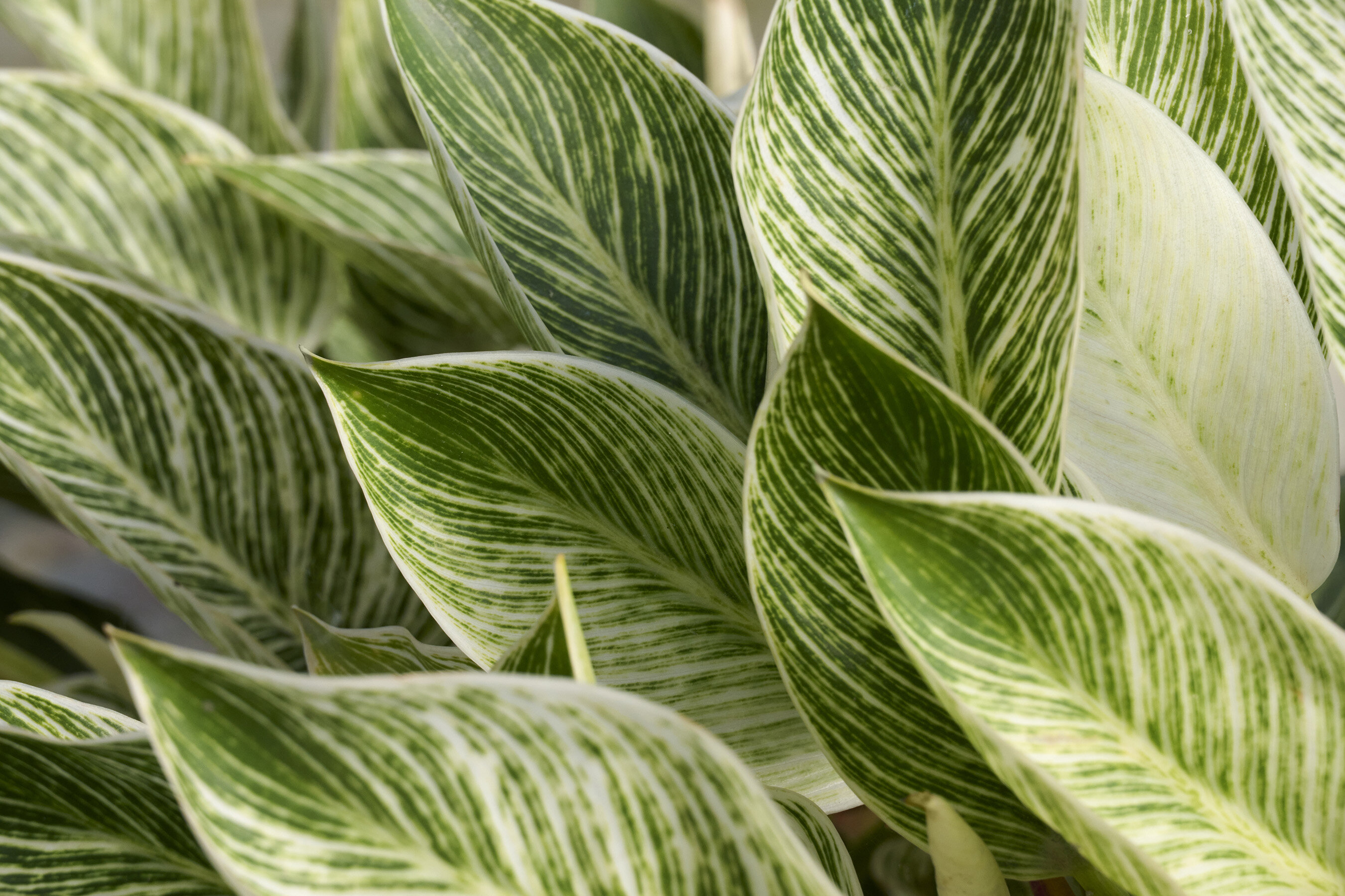 a zz plant ZZ Plant: Easy Live Houseplant - (6” Pot) – Easy Plant Care – Zamioculcas  Zamiifolia - Low Maintenance House Plant for Home & Office main image 1