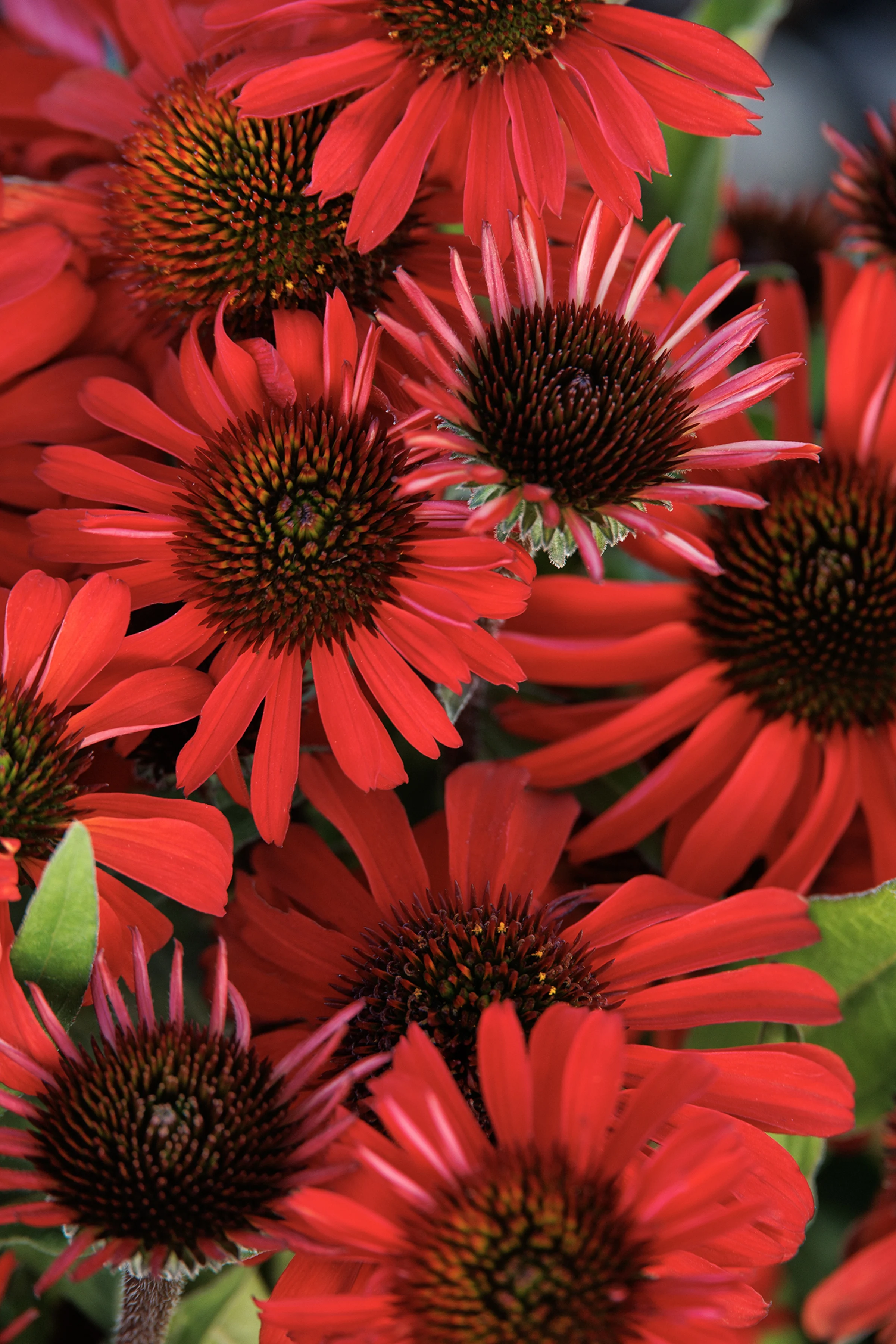 © Monrovia by Doreen Wynja 
