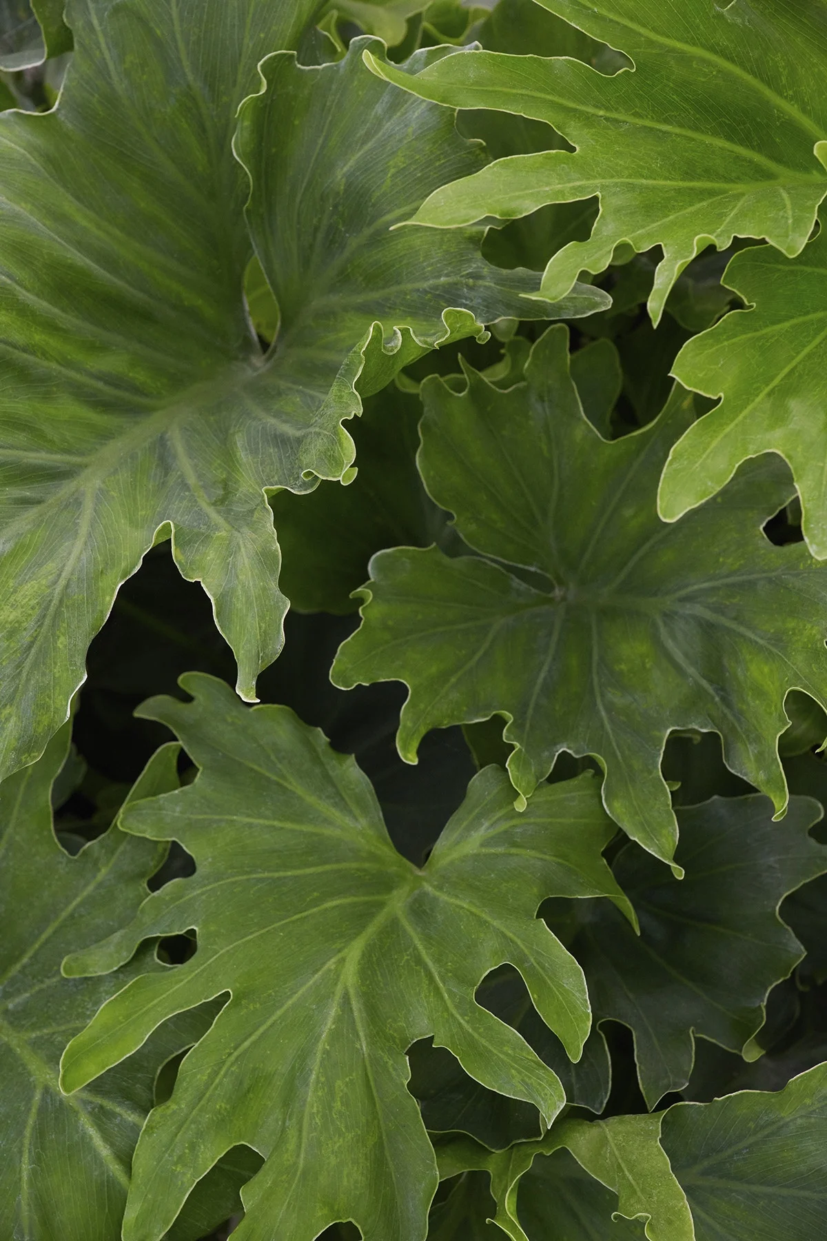 © Monrovia by Brandon Friend-Solis
