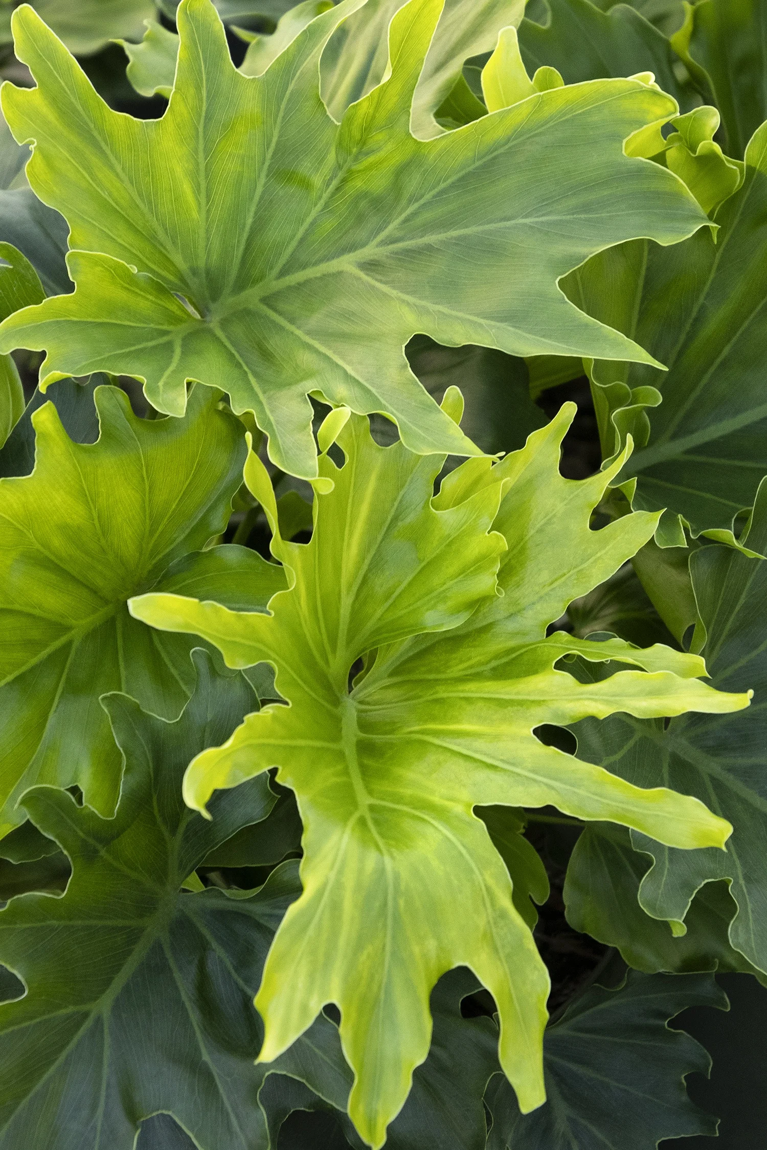 ©Monrovia by Doreen Wynja 