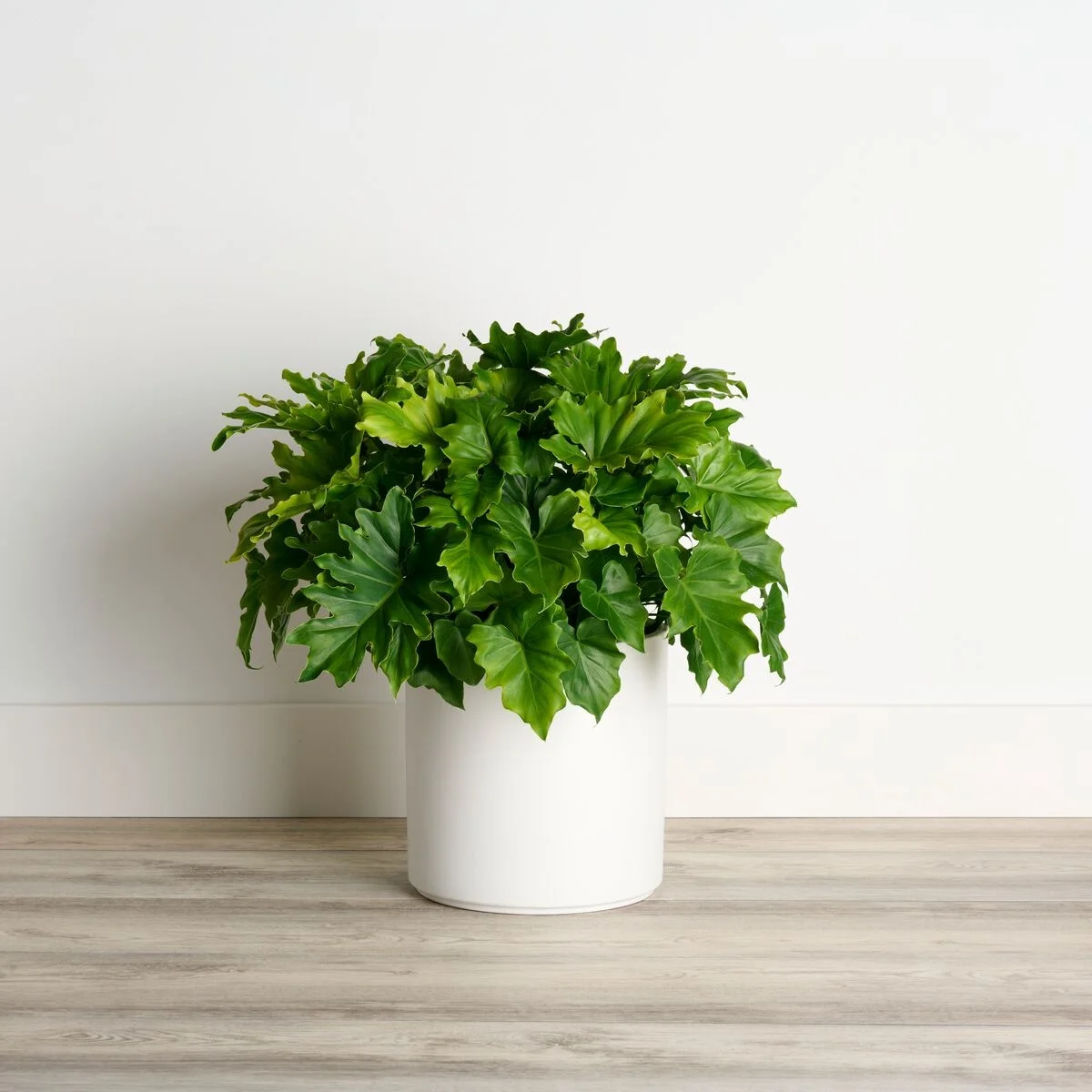 ©Monrovia by Brandon Friend-Solis