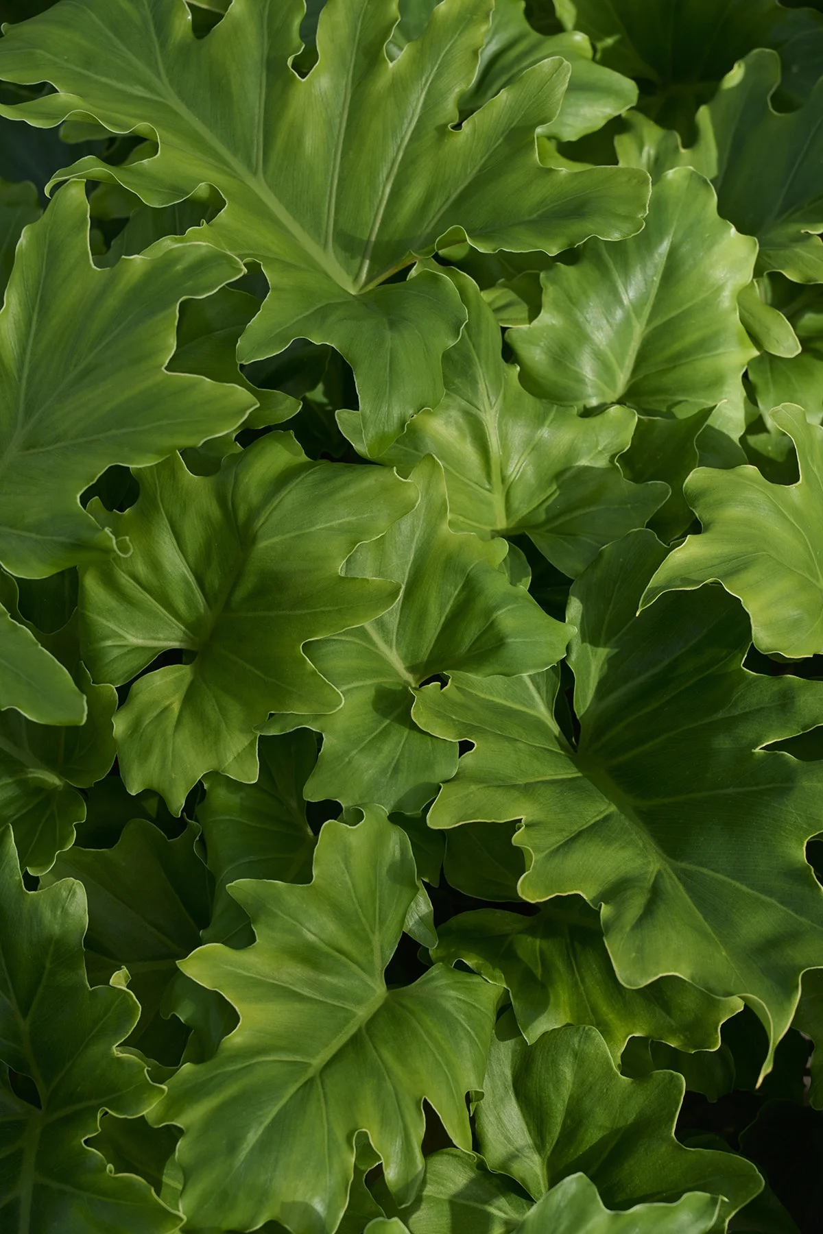 © Monrovia by Brandon Friend-Solis
