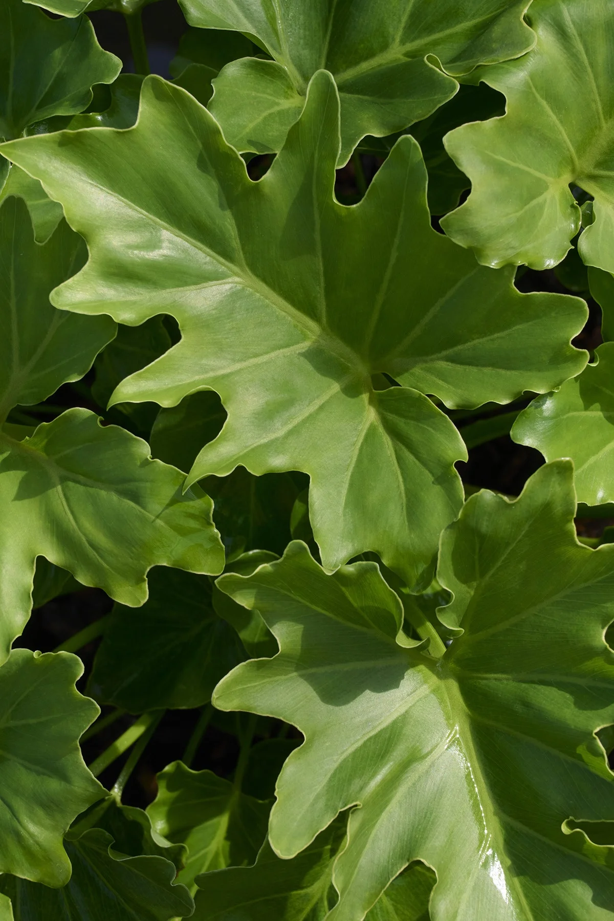 © Monrovia by Brandon Friend-Solis
