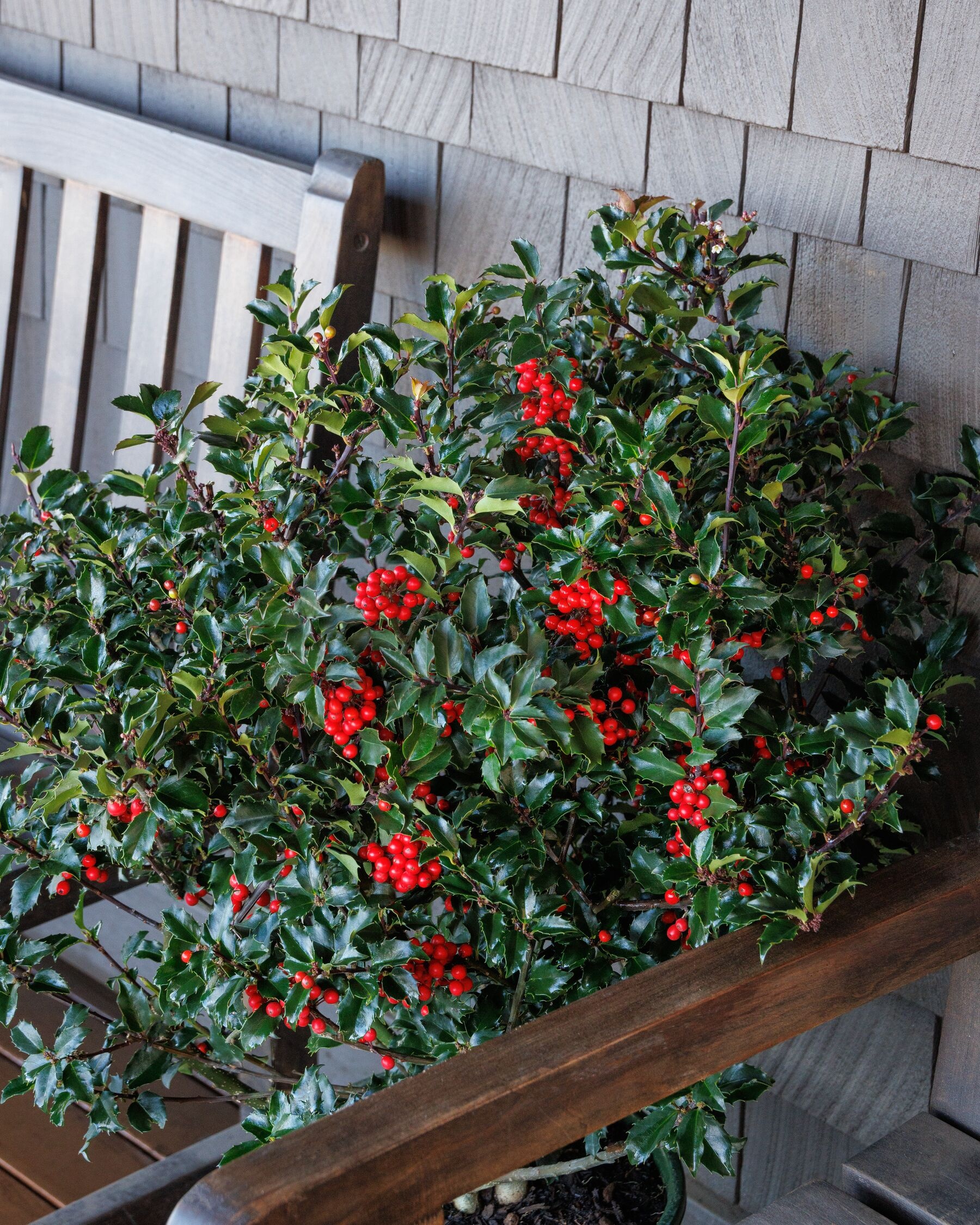 Berri-Magic® Royalty Holly Combination, Monrovia Plant