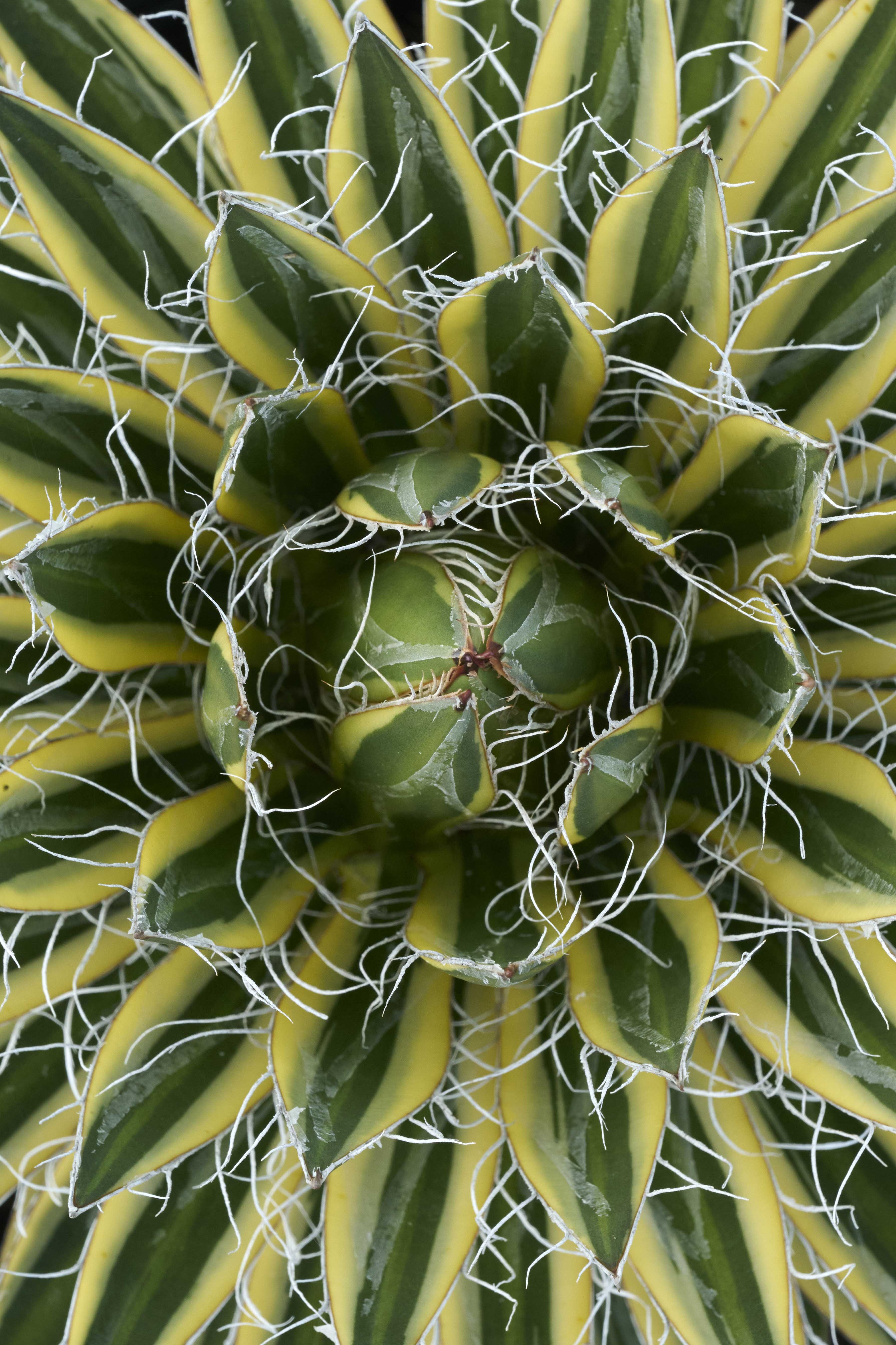 Royal Flush Agave, Agave schidigera 'Royal Flush' PP #61,138
