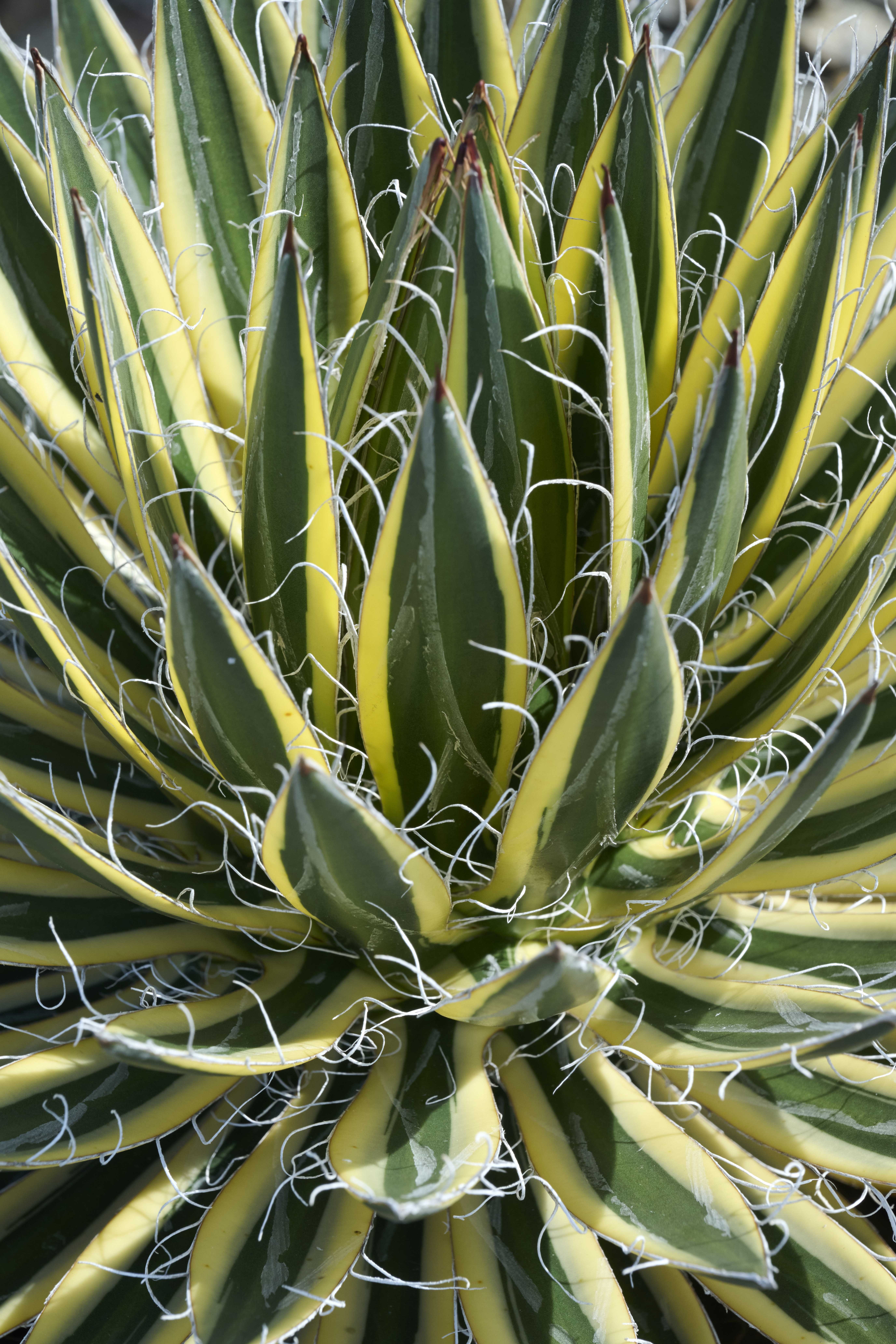 Royal Flush Agave, Agave schidigera 'Royal Flush' PP #61,138