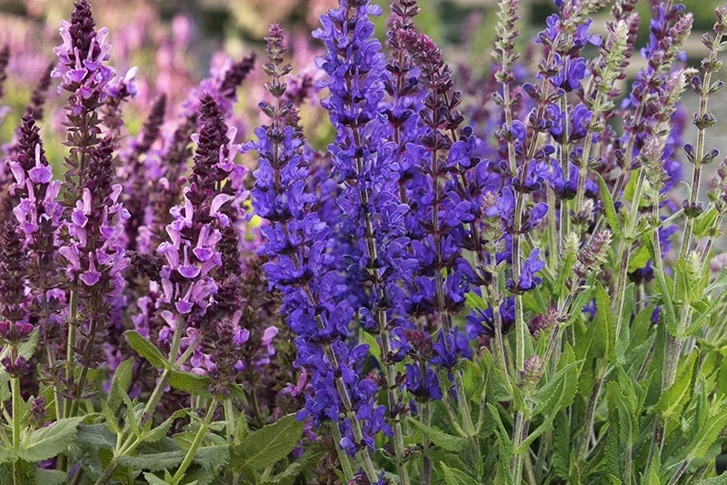 © Monrovia by Brandon Friend-Solis