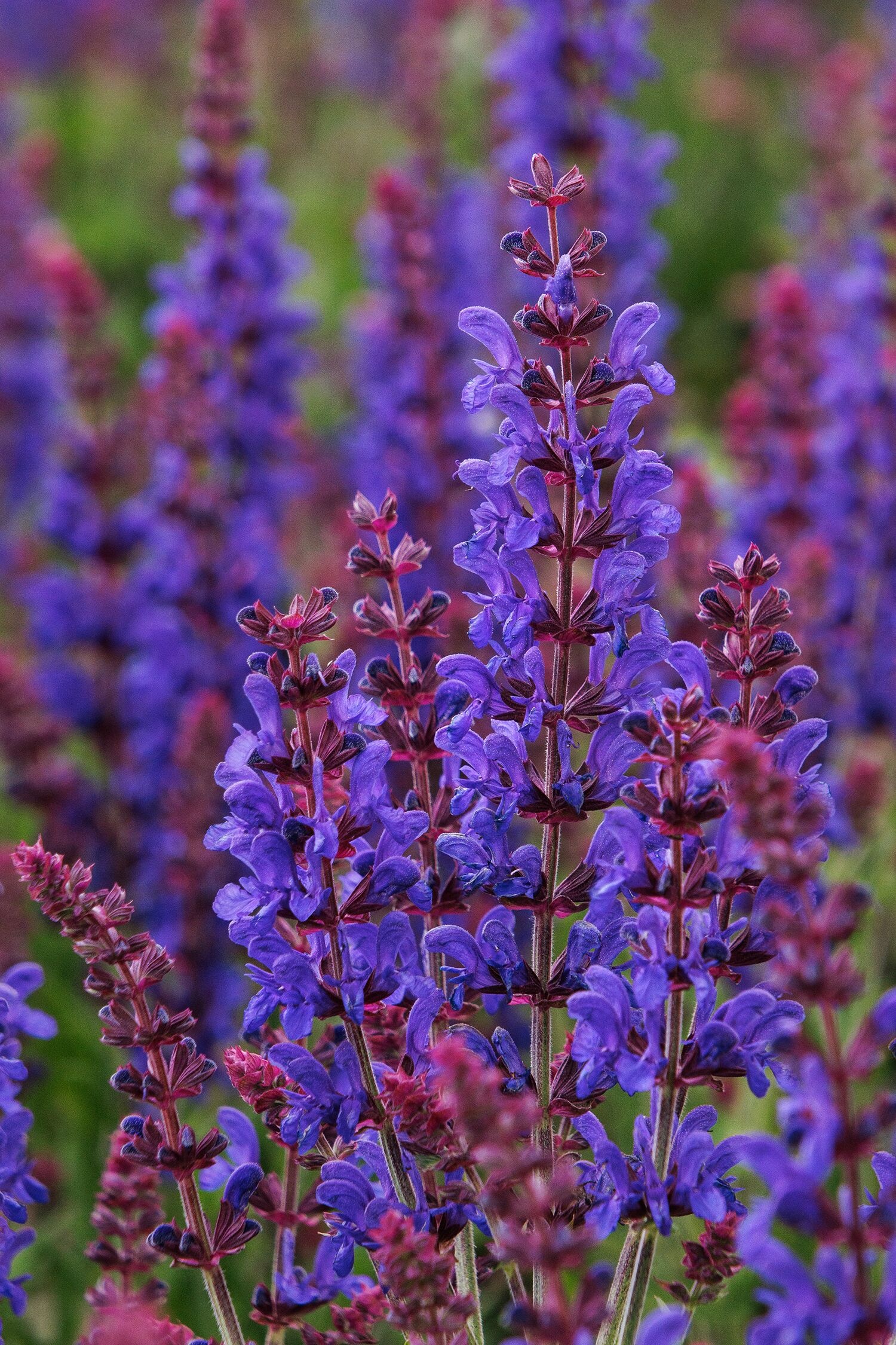 Dark Matter Meadow Sage, Salvia nemorosa 'Dark Matter', Monrovia Plant