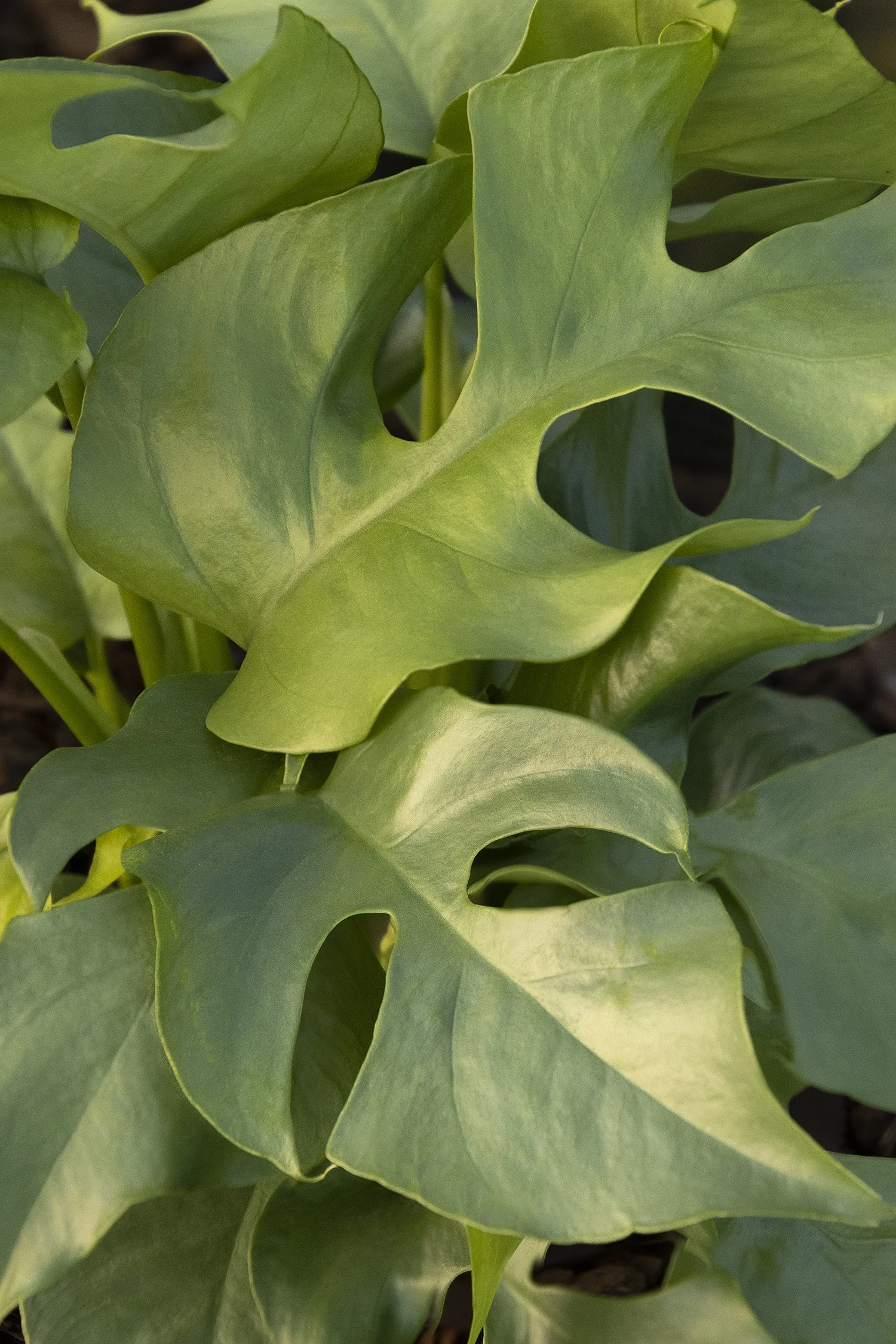 ©Monrovia by Doreen Wynja 