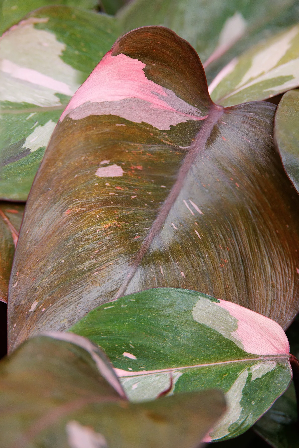 © Monrovia by Doreen Wynja