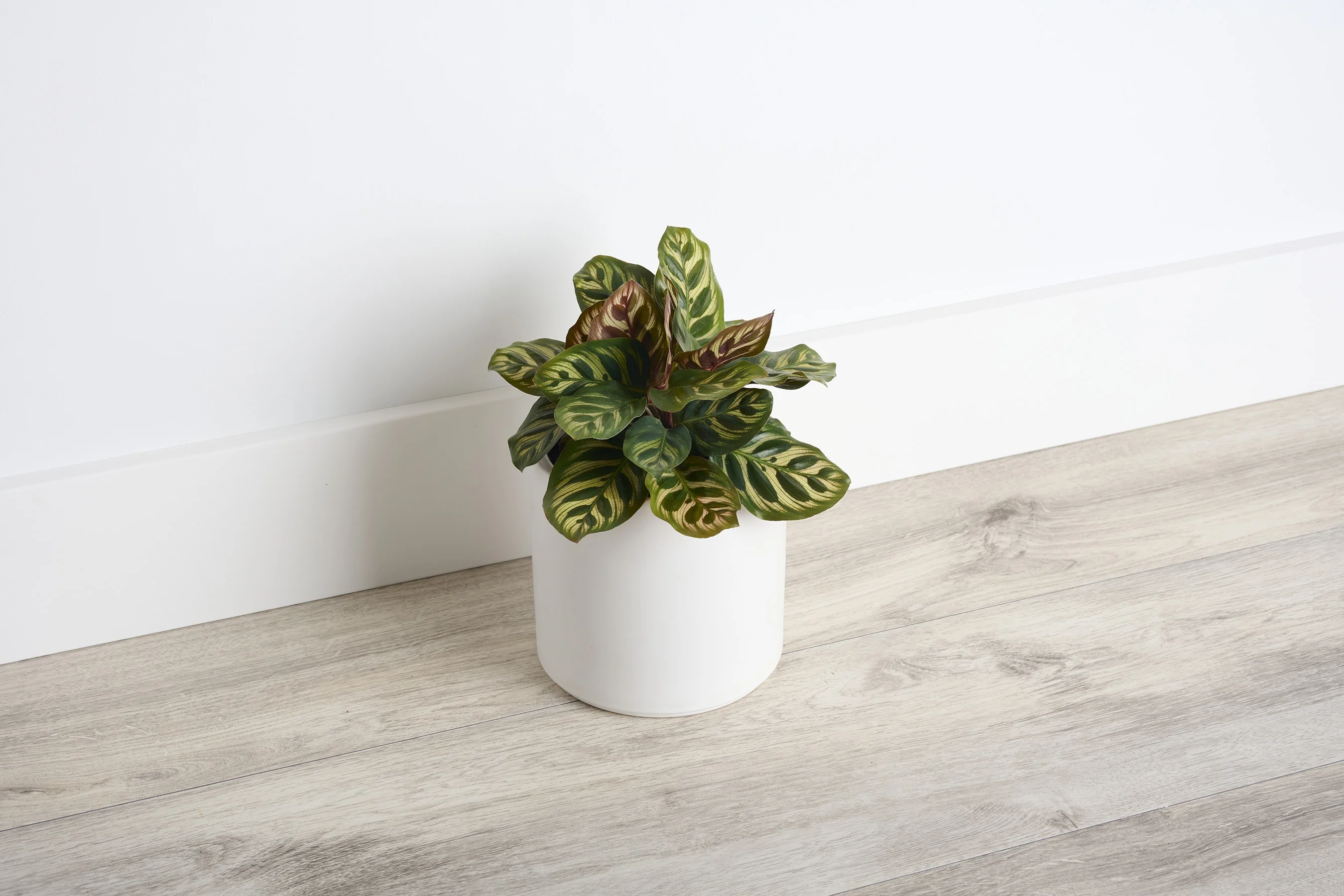 © Monrovia by Brandon Friend-Solis
