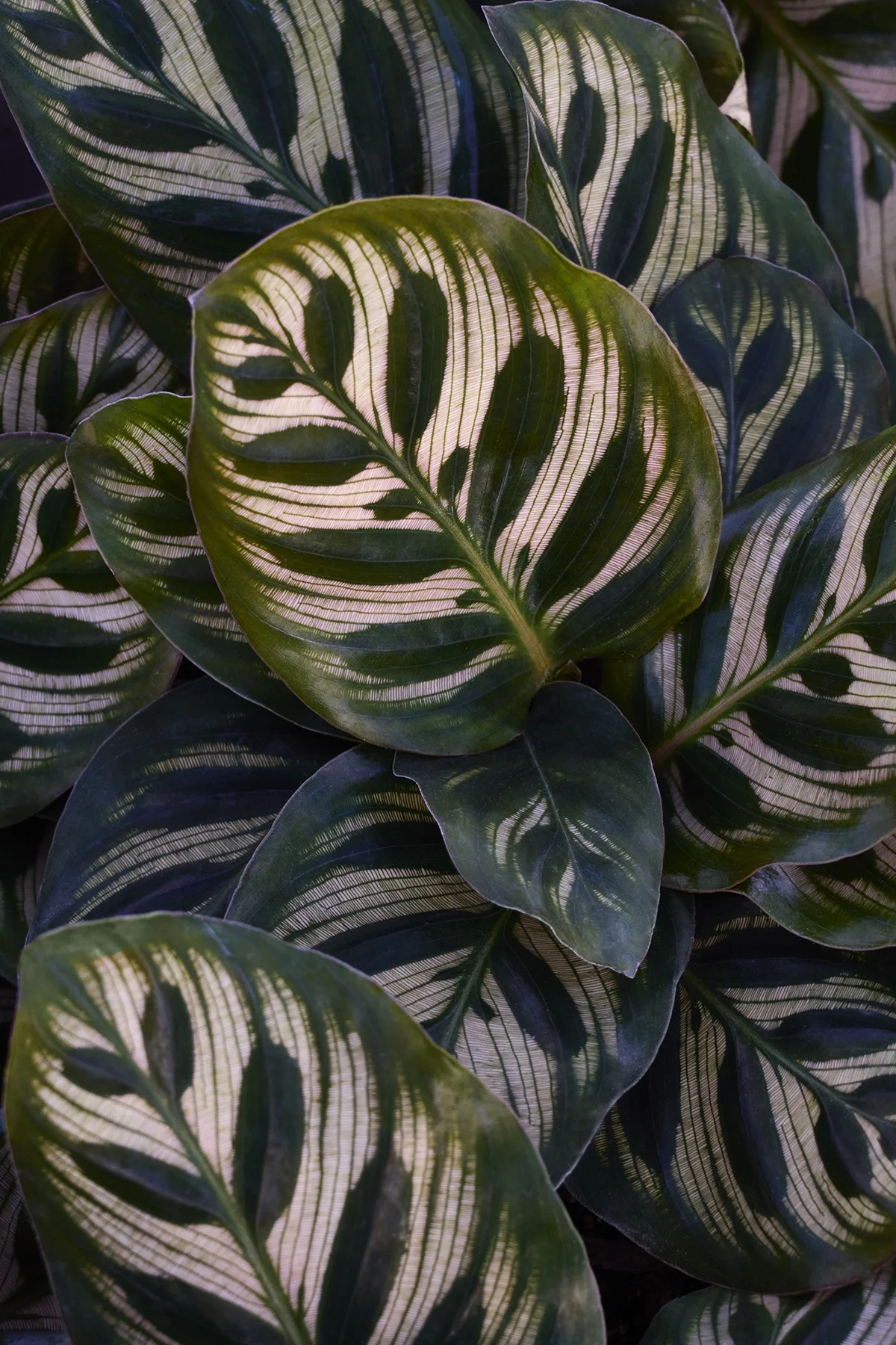 © Monrovia by Brandon Friend-Solis
