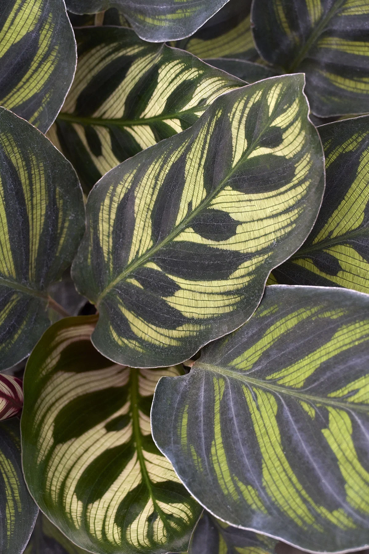 © Monrovia by Brandon Friend-Solis
