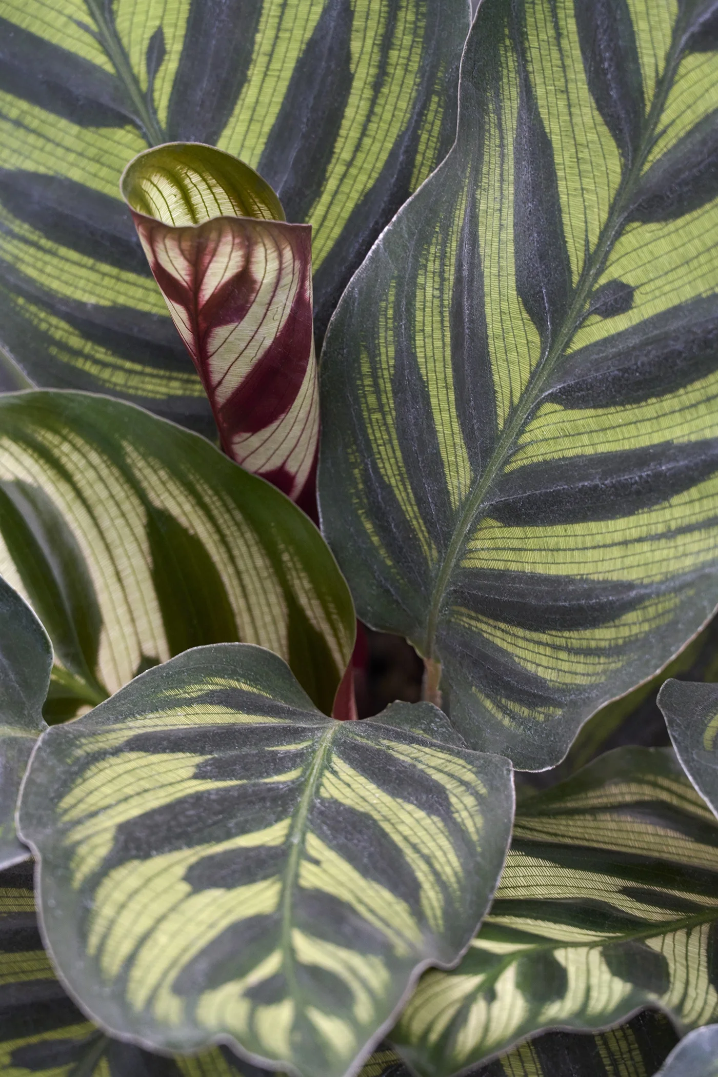 © Monrovia by Brandon Friend-Solis