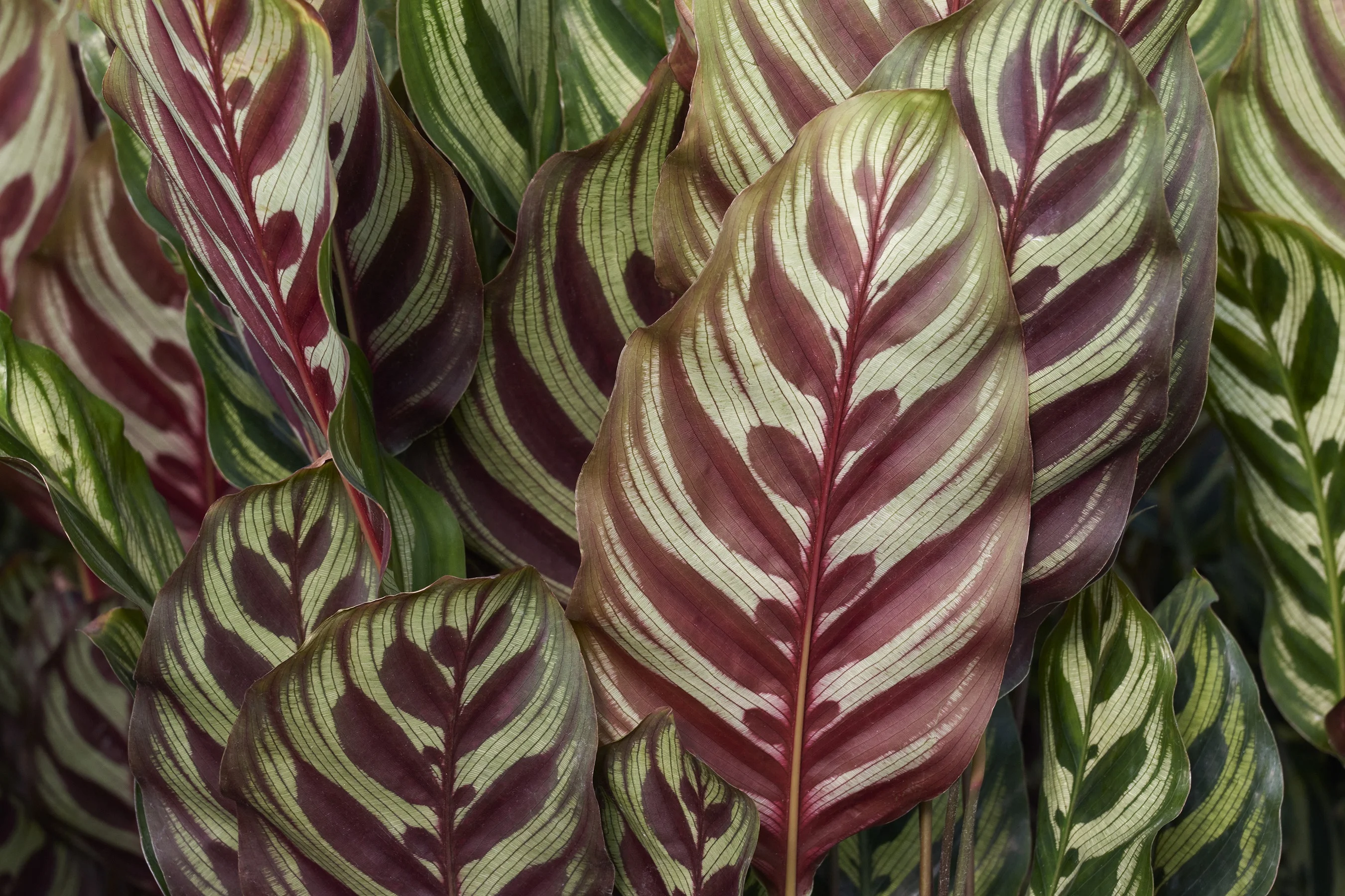 © Monrovia by Brandon Friend-Solis