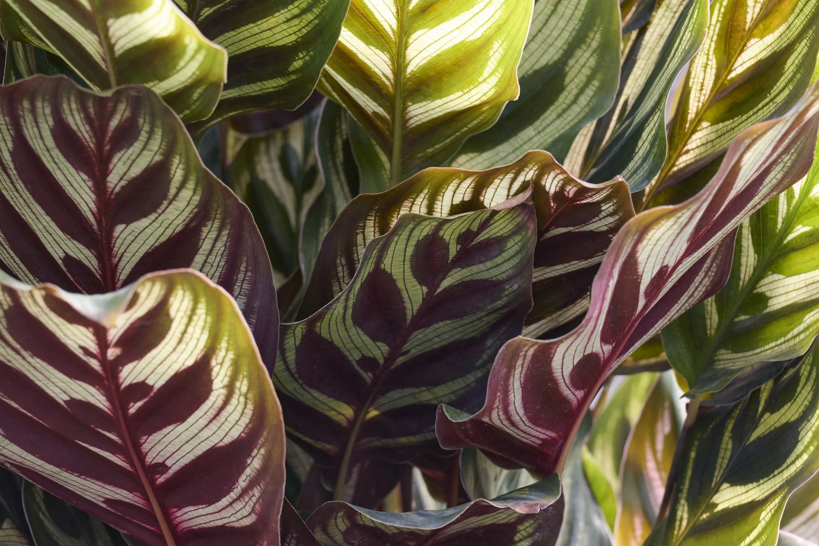 © Monrovia by Brandon Friend-Solis