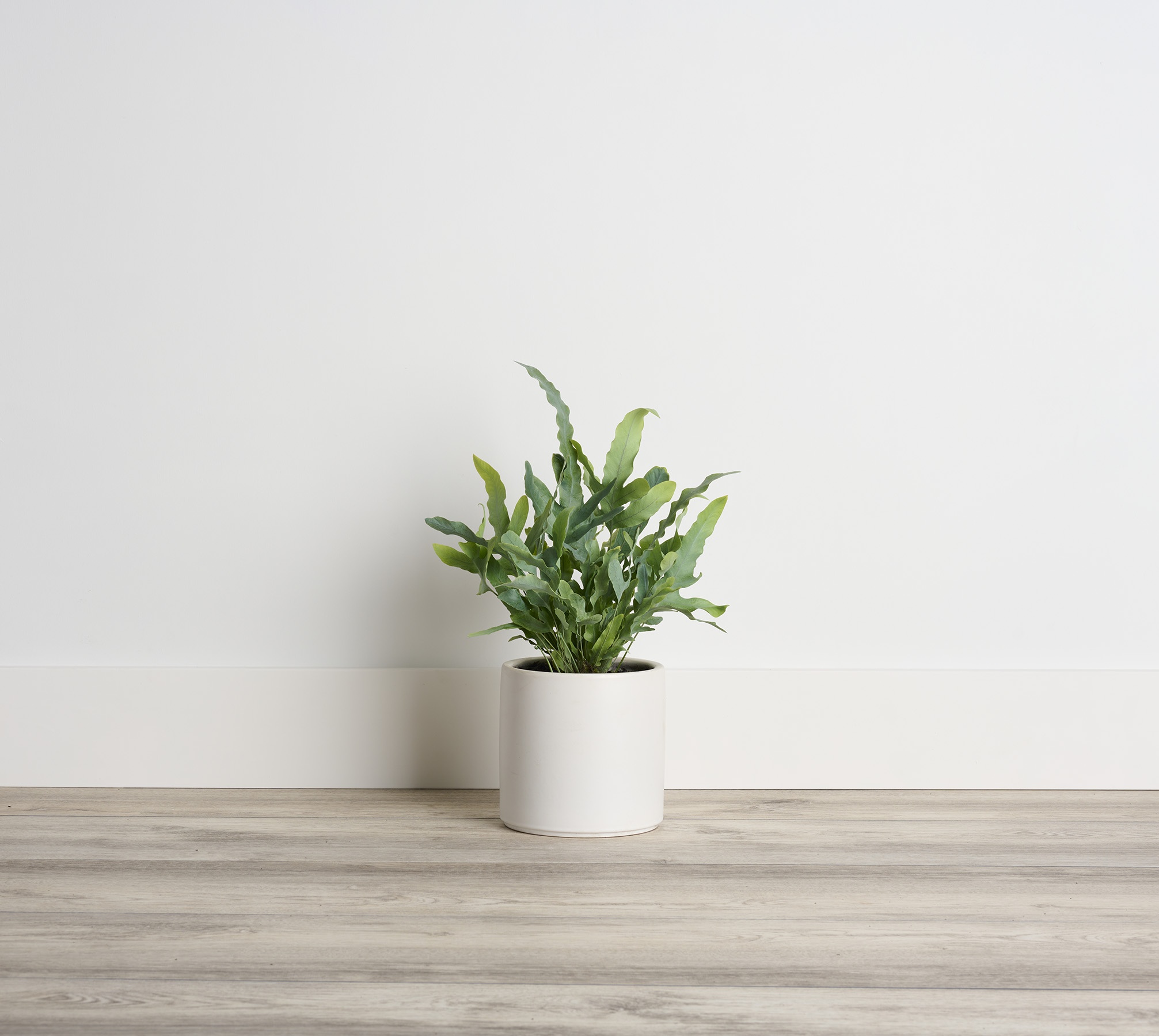 Blue Star Fern, Phlebodium aureum, Monrovia Plant