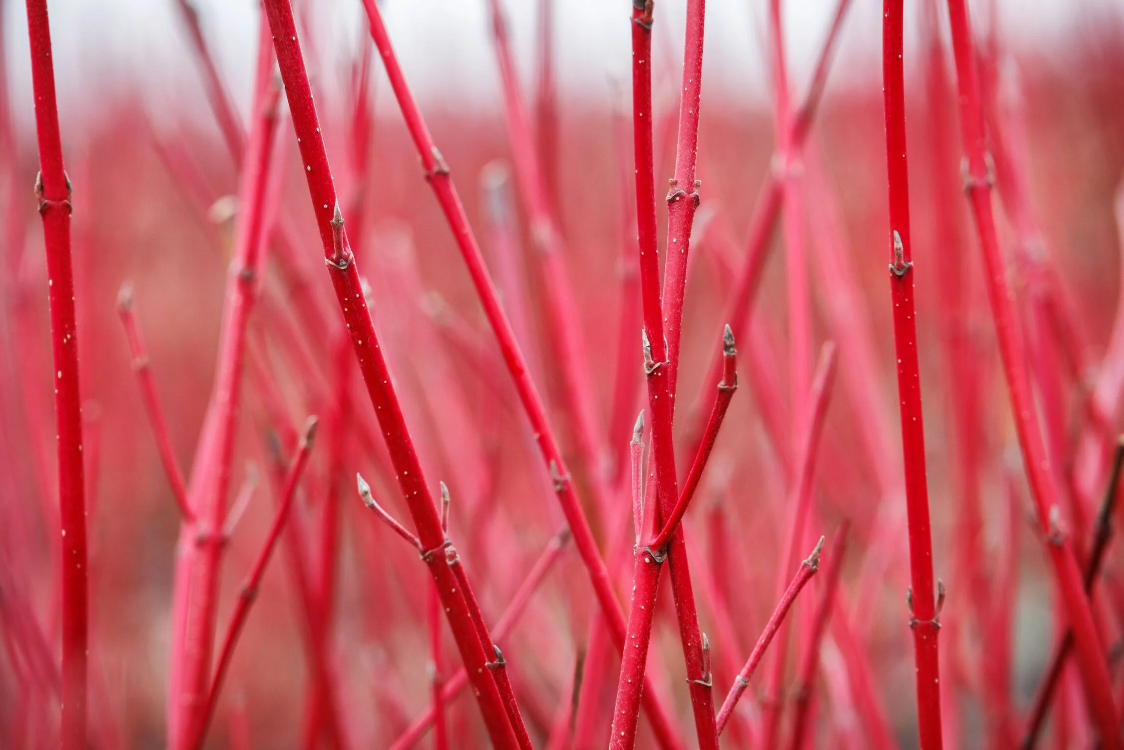 Monrovia by Doreen Wynja