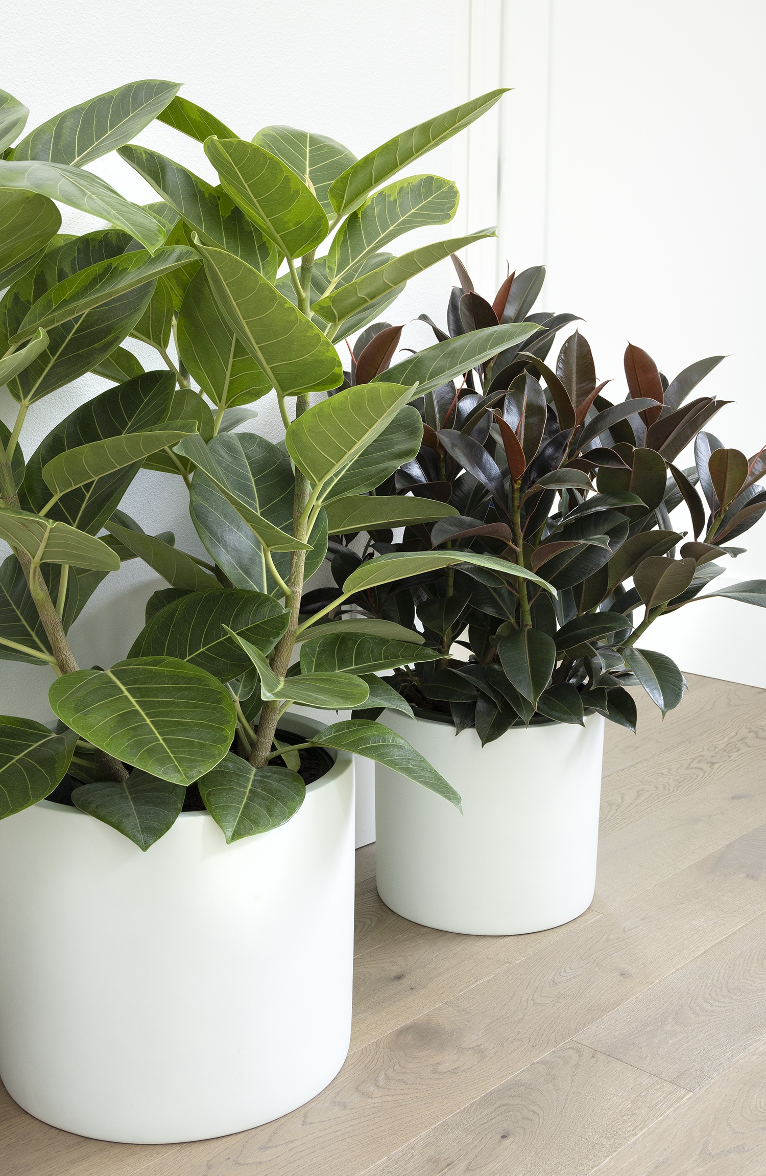 Asian Council Tree, Ficus altissima 'variegata', Monrovia Plant