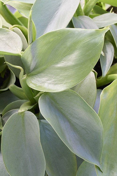 philodendron forest of white Philodendron White Measure (Philodendron hybrida) main image 1