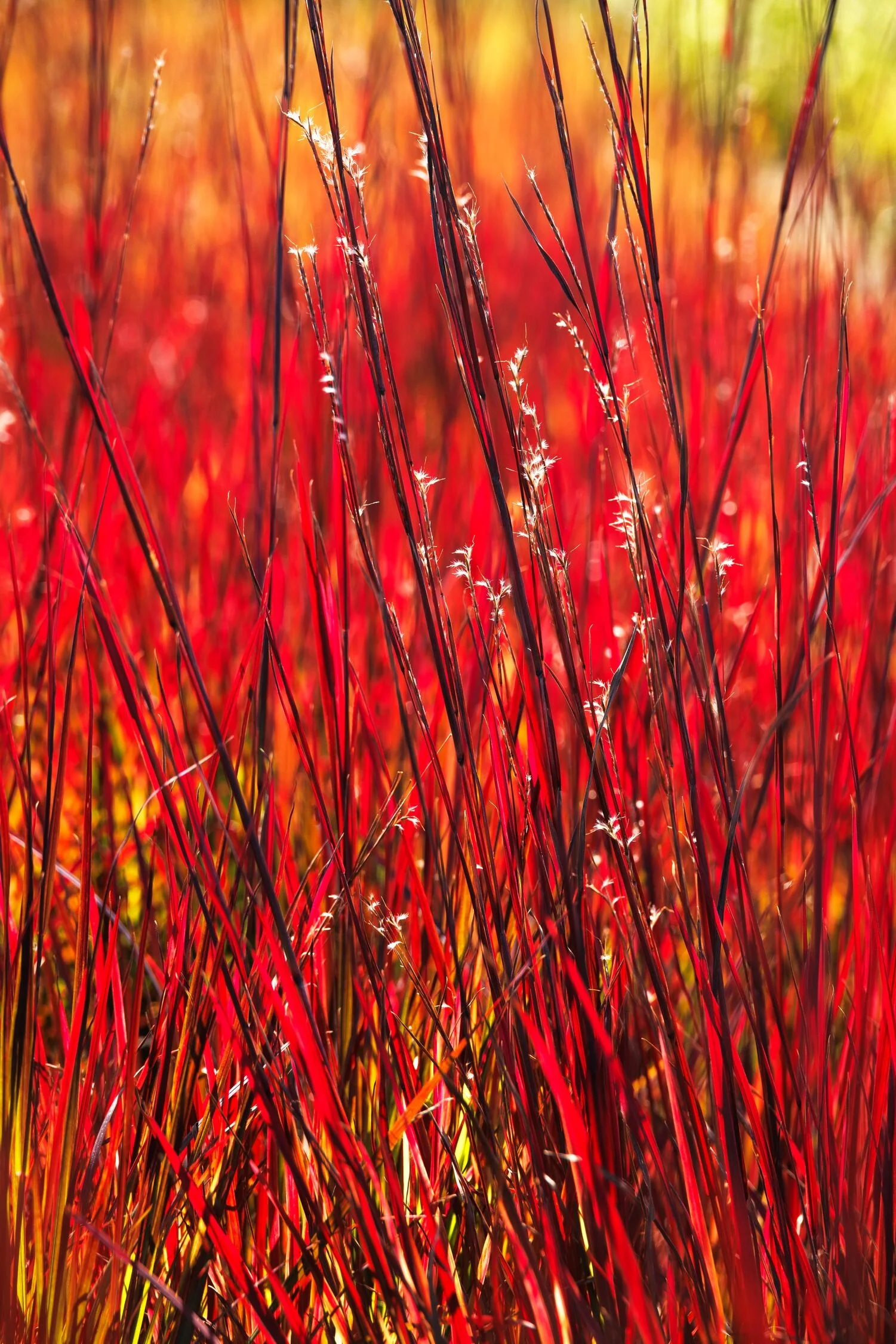 © Monrovia by Doreen Wynja