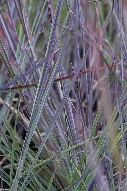 ©DoreenWynja.com photography