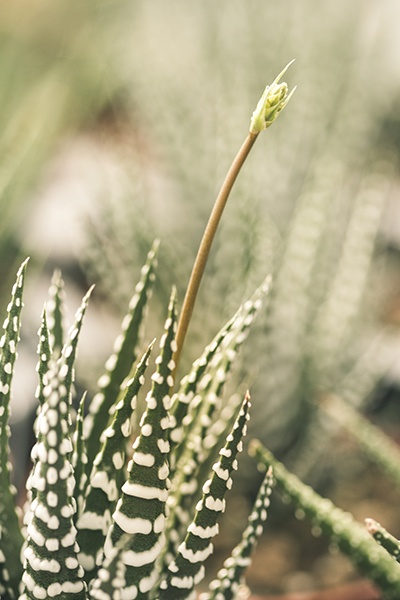 Haworthia Super Fasciata, Haworthia fasciata, Monrovia Plant