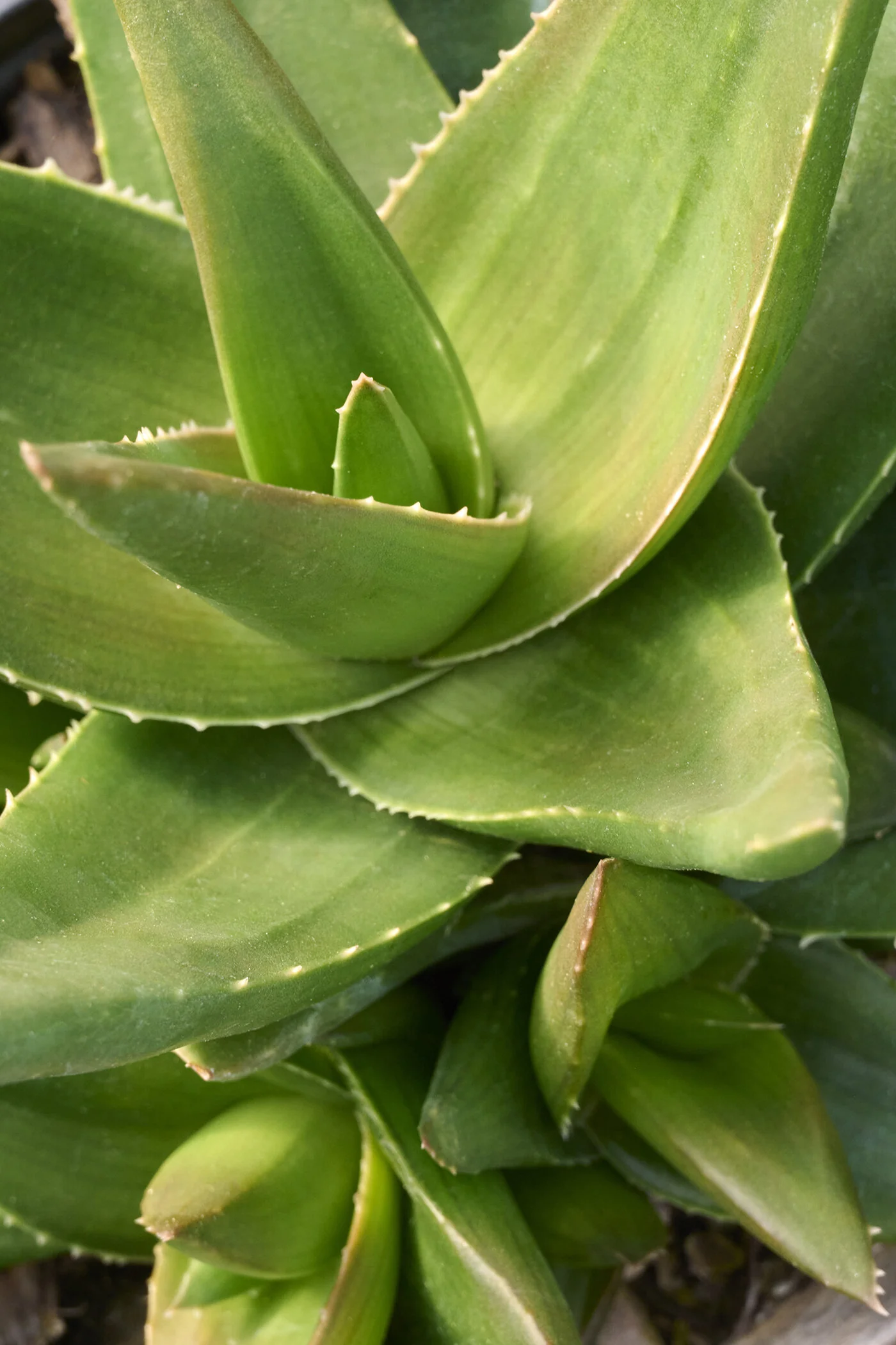 West Jogoo Haworthia, Haworthia pentagona 'West Jagoo', Monrovia Plant
