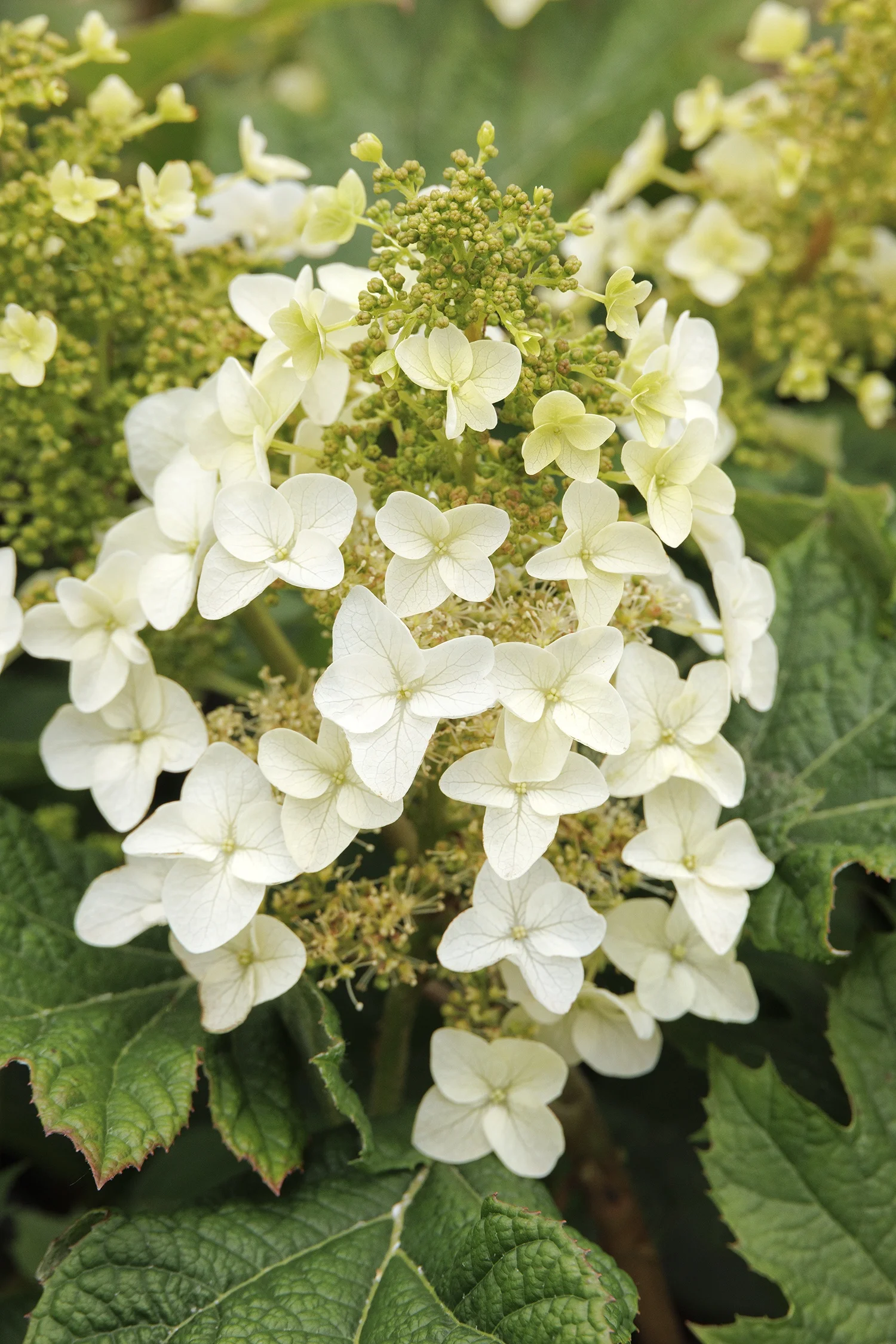 © Monrovia by Doreen Wynja