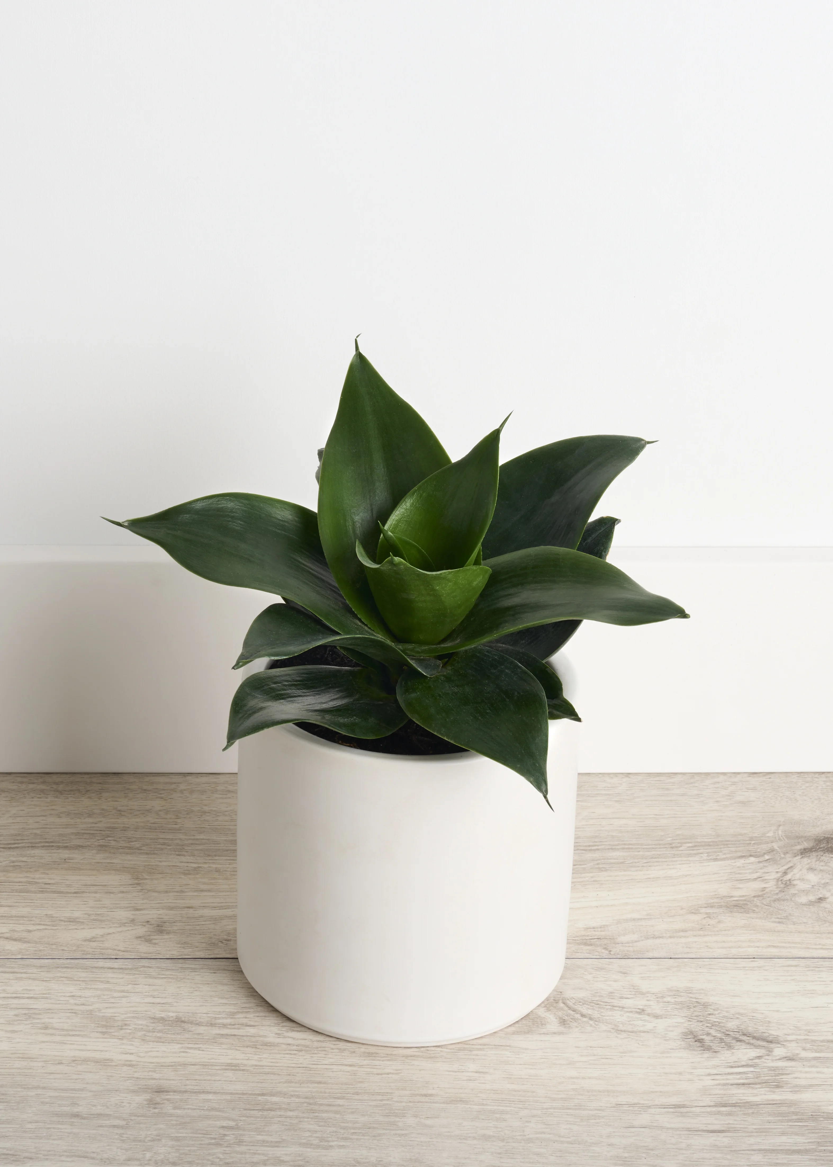 © Monrovia by Brandon Friend-Solis