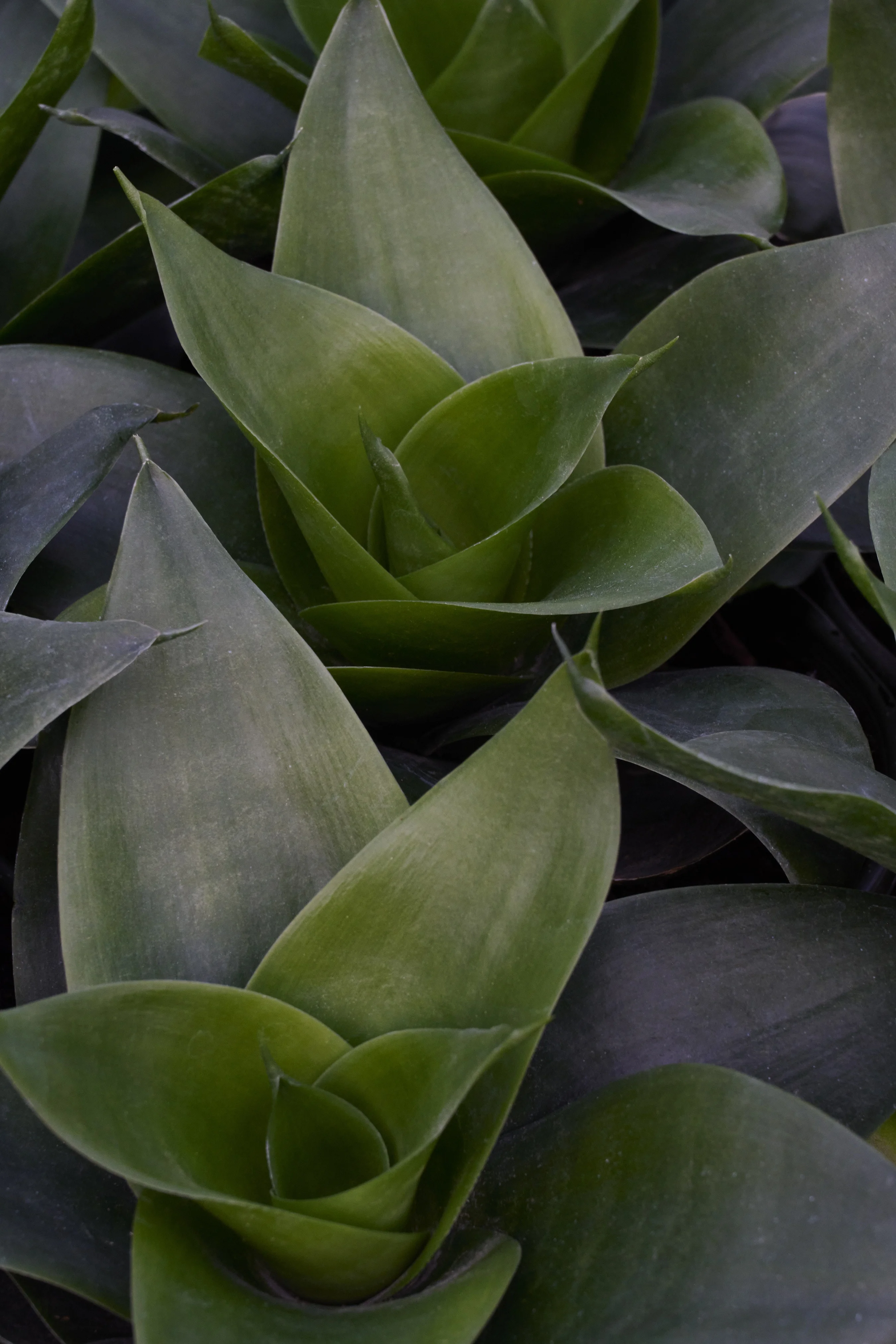 © Monrovia by Brandon Friend-Solis