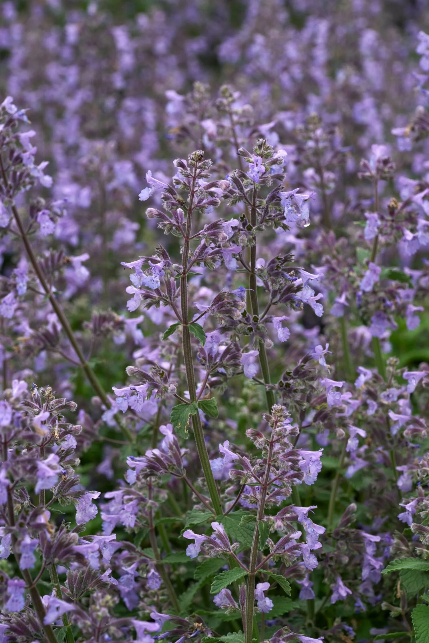 © Monrovia by Brandon Friend-Solis